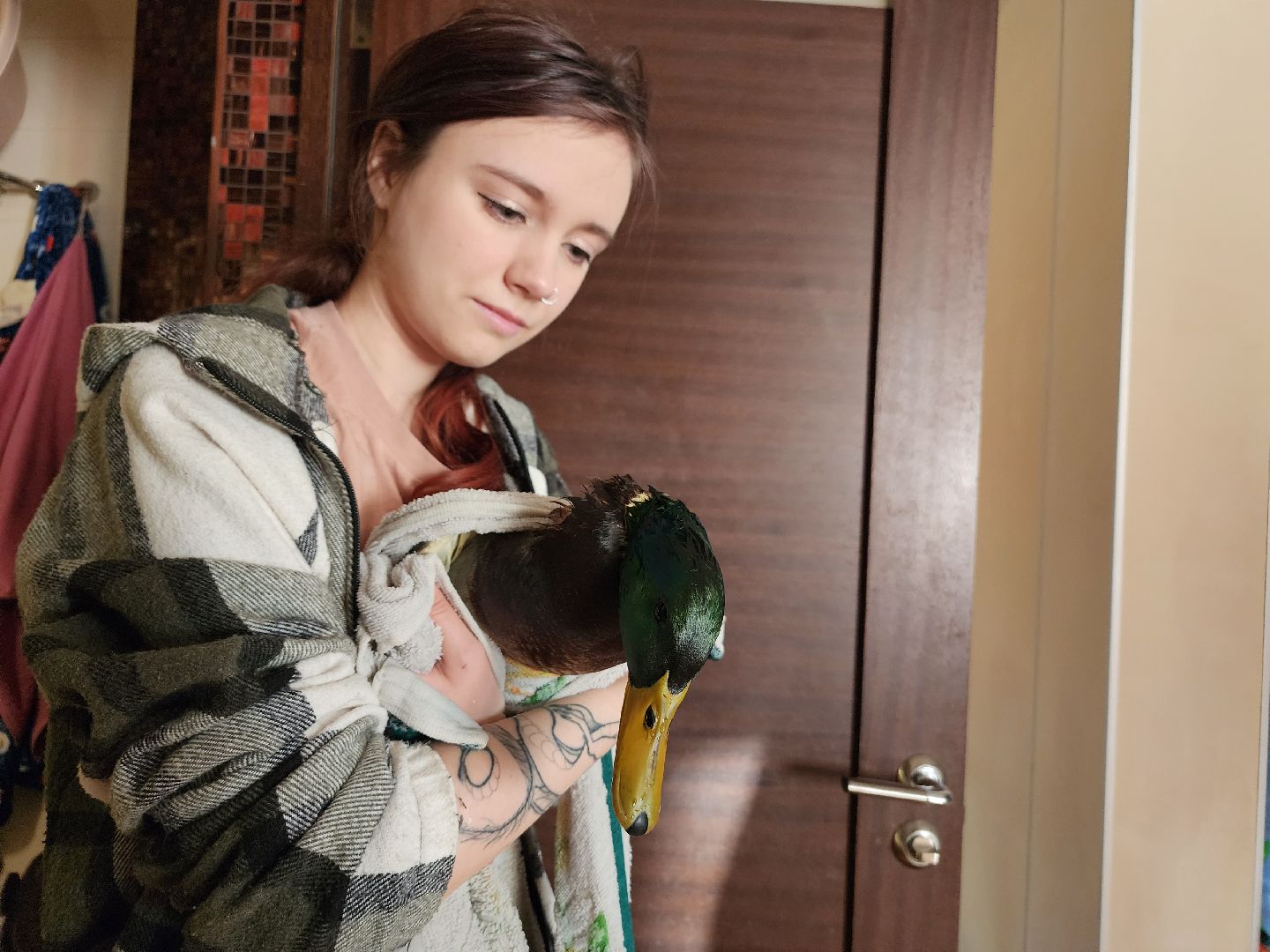 Утка, Селезень, спасение, спасение животных,