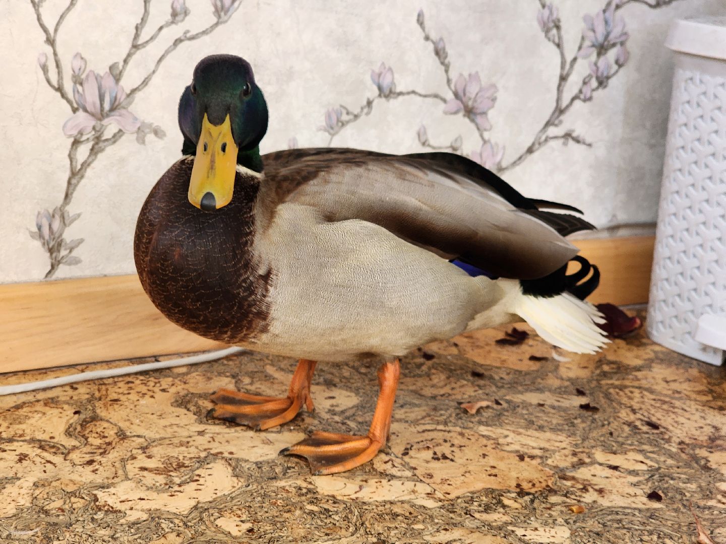 Утка, Селезень, спасение, спасение животных,