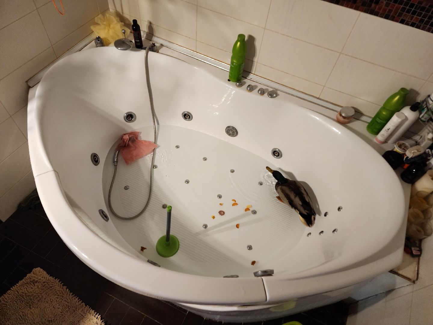 Утка, Селезень, спасение, спасение животных,