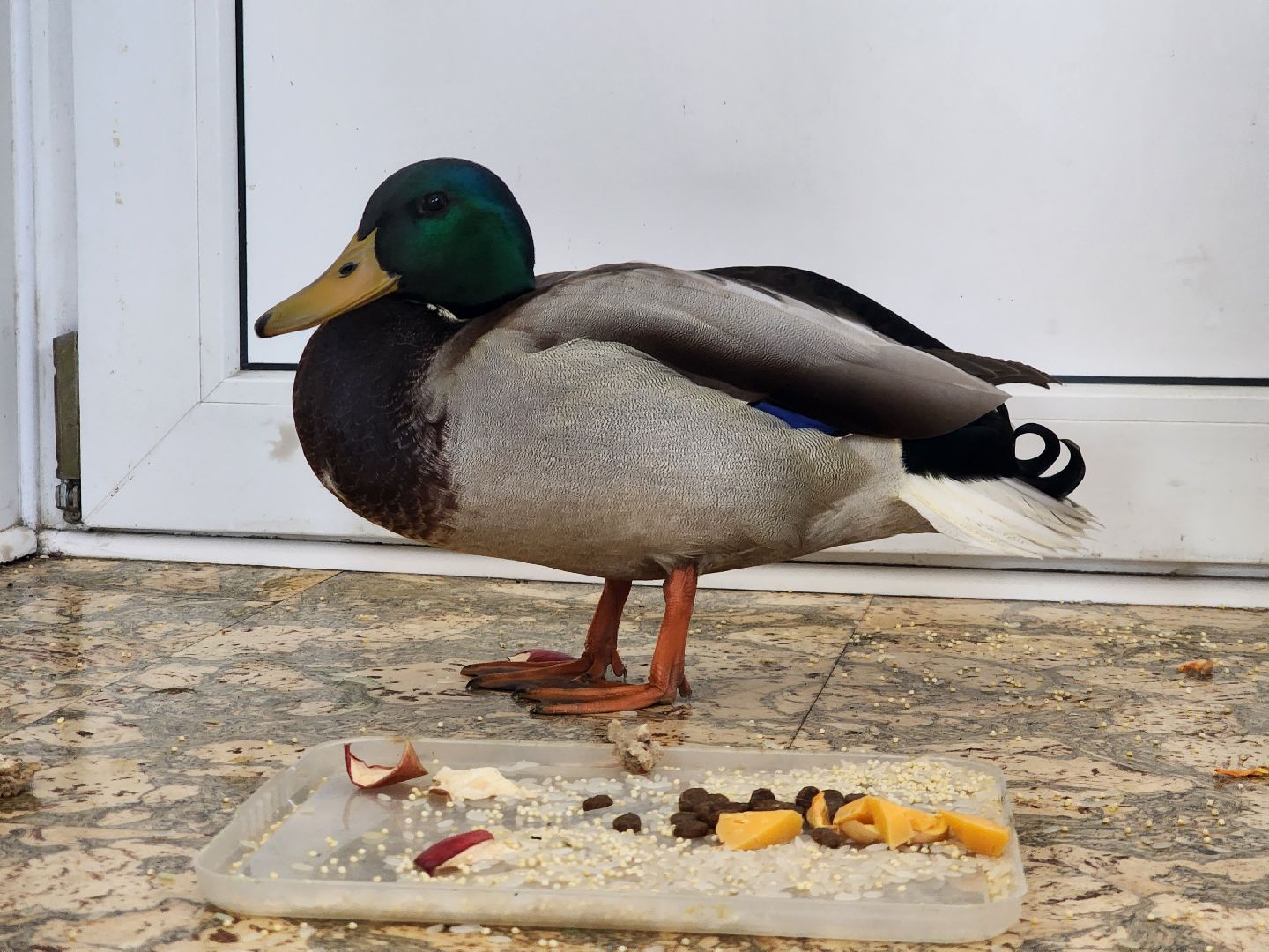 Утка, Селезень, спасение, спасение животных,