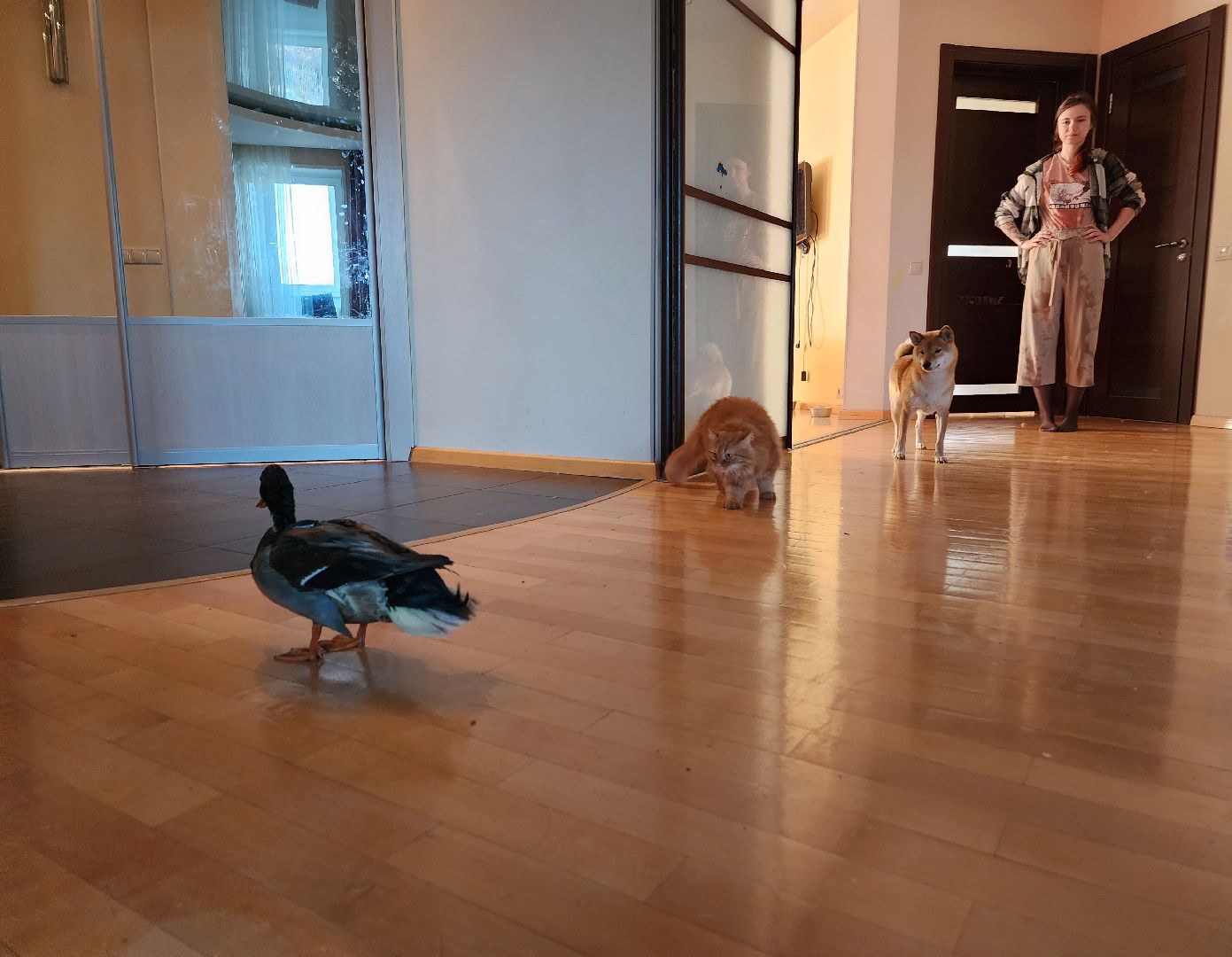 Утка, Селезень, спасение, спасение животных,