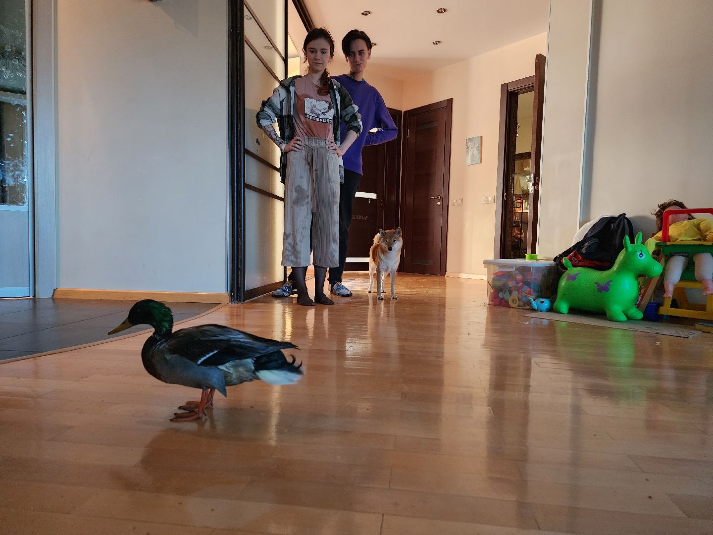 Утка, Селезень, спасение, спасение животных,