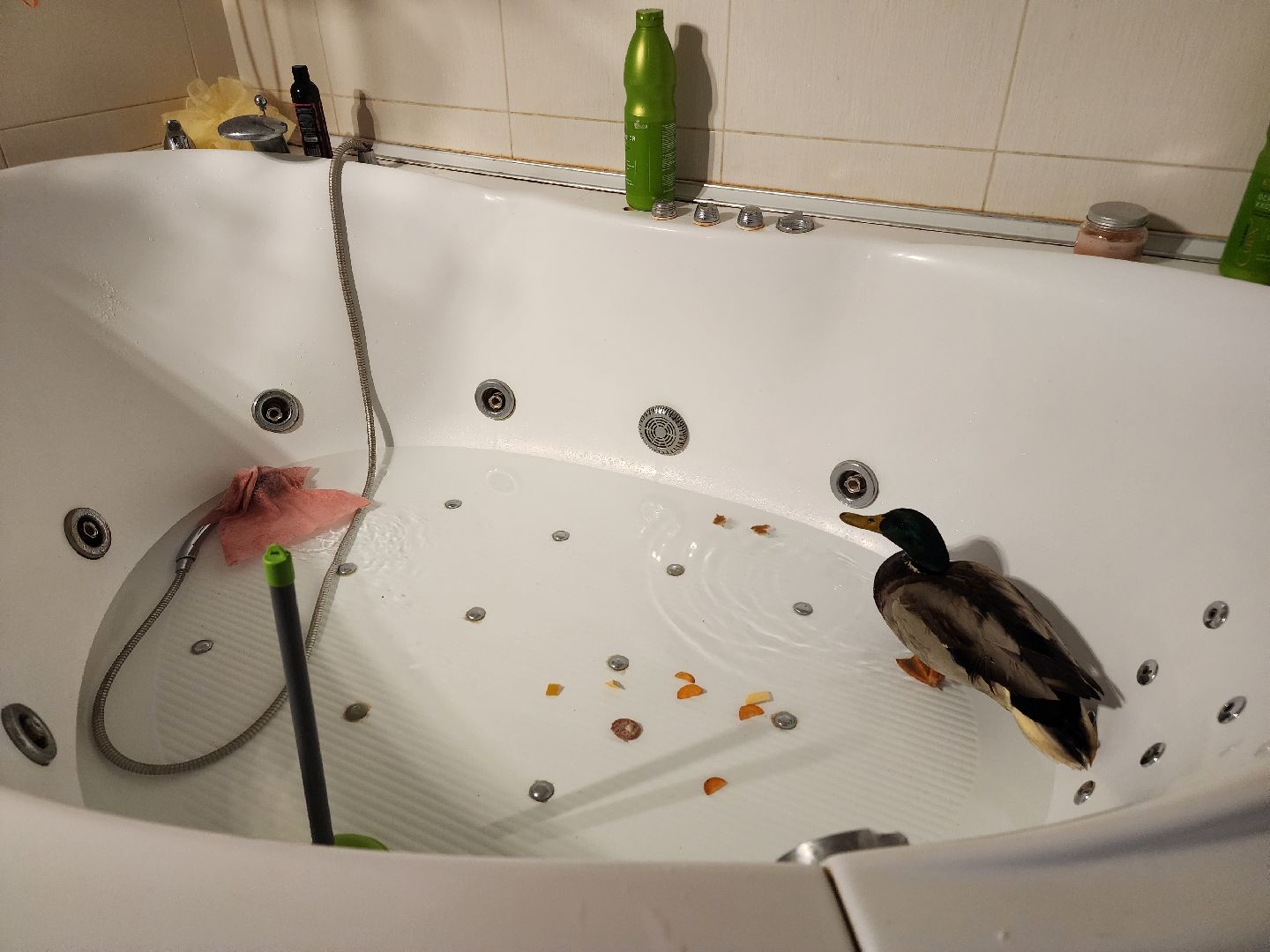 Утка, Селезень, спасение, спасение животных,