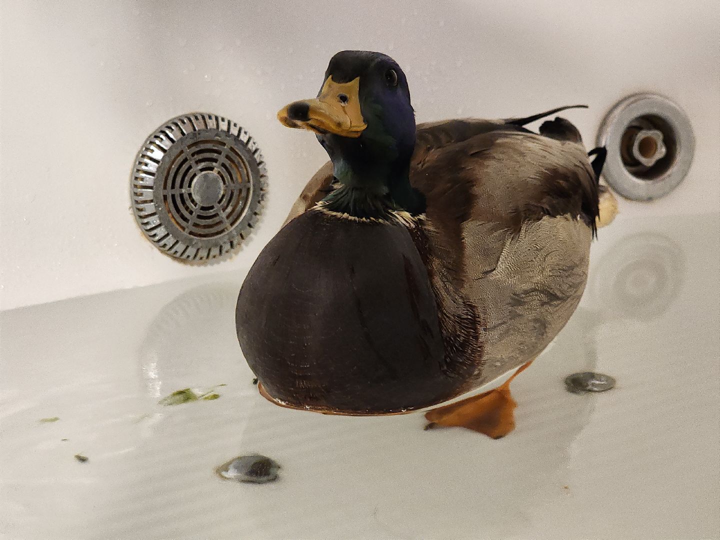 Утка, Селезень, спасение, спасение животных,