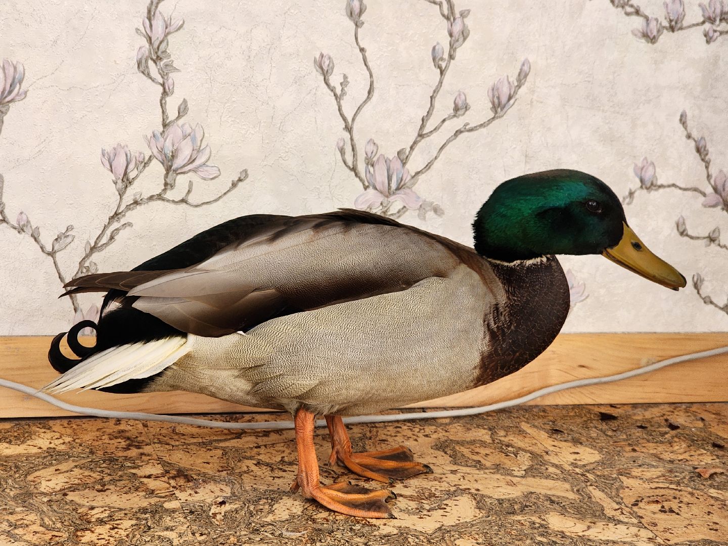 Утка, Селезень, спасение, спасение животных,