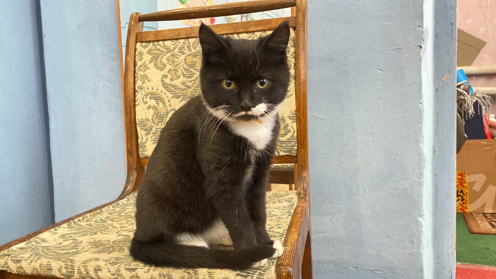 волоколамск, дом культуры, кошки, волонтер, доброе дело, дк, спасение животных, кошка,культура, культура подмосковья,