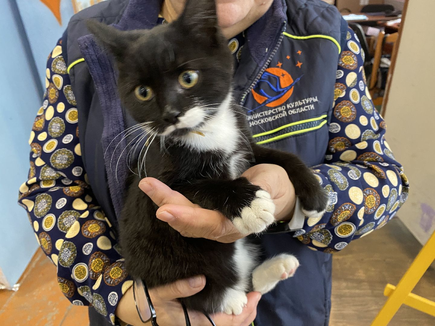 волоколамск, дом культуры, кошки, волонтер, доброе дело, дк, спасение животных, кошка,культура, культура подмосковья,