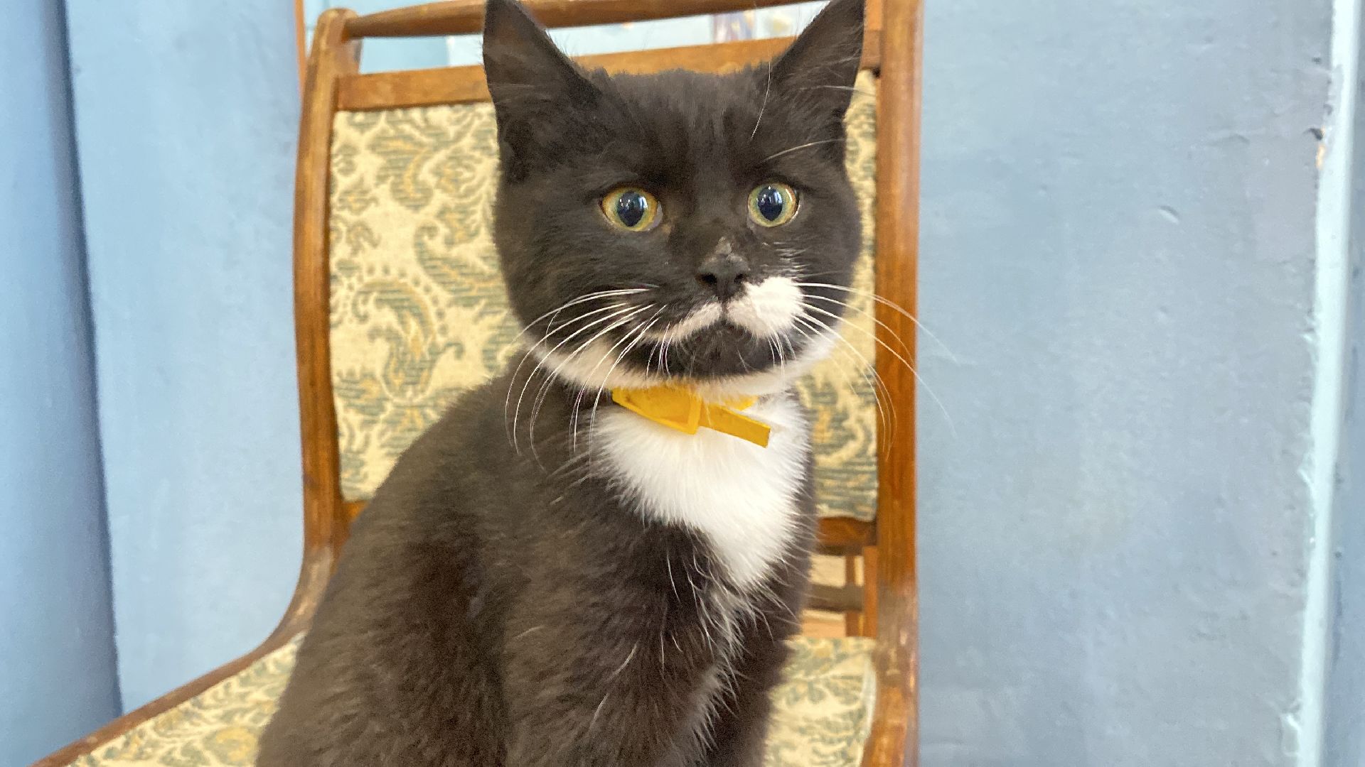 волоколамск, дом культуры, кошки, волонтер, доброе дело, дк, спасение животных, кошка,культура, культура подмосковья,