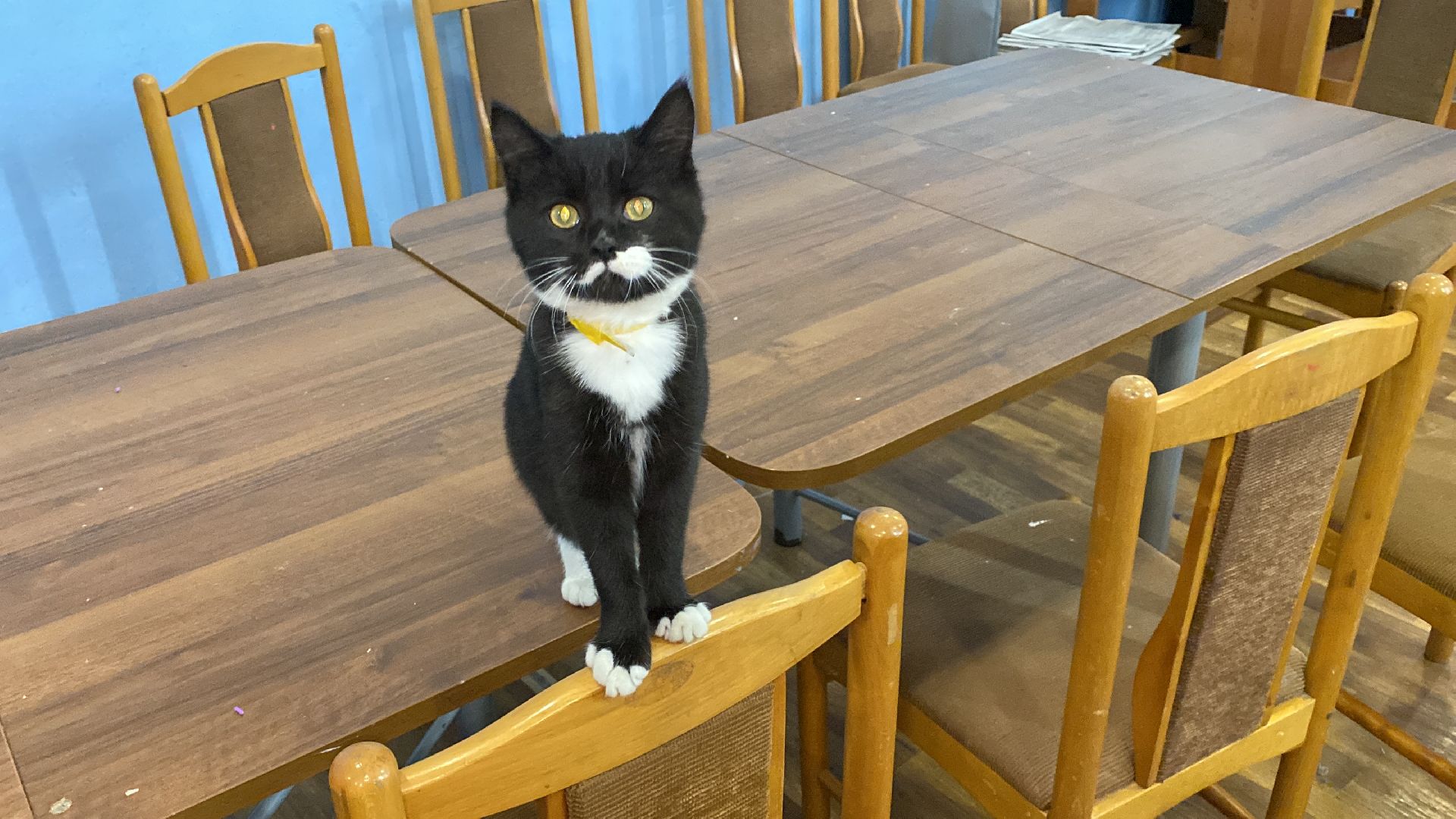 волоколамск, дом культуры, кошки, волонтер, доброе дело, дк, спасение животных, кошка,культура, культура подмосковья,