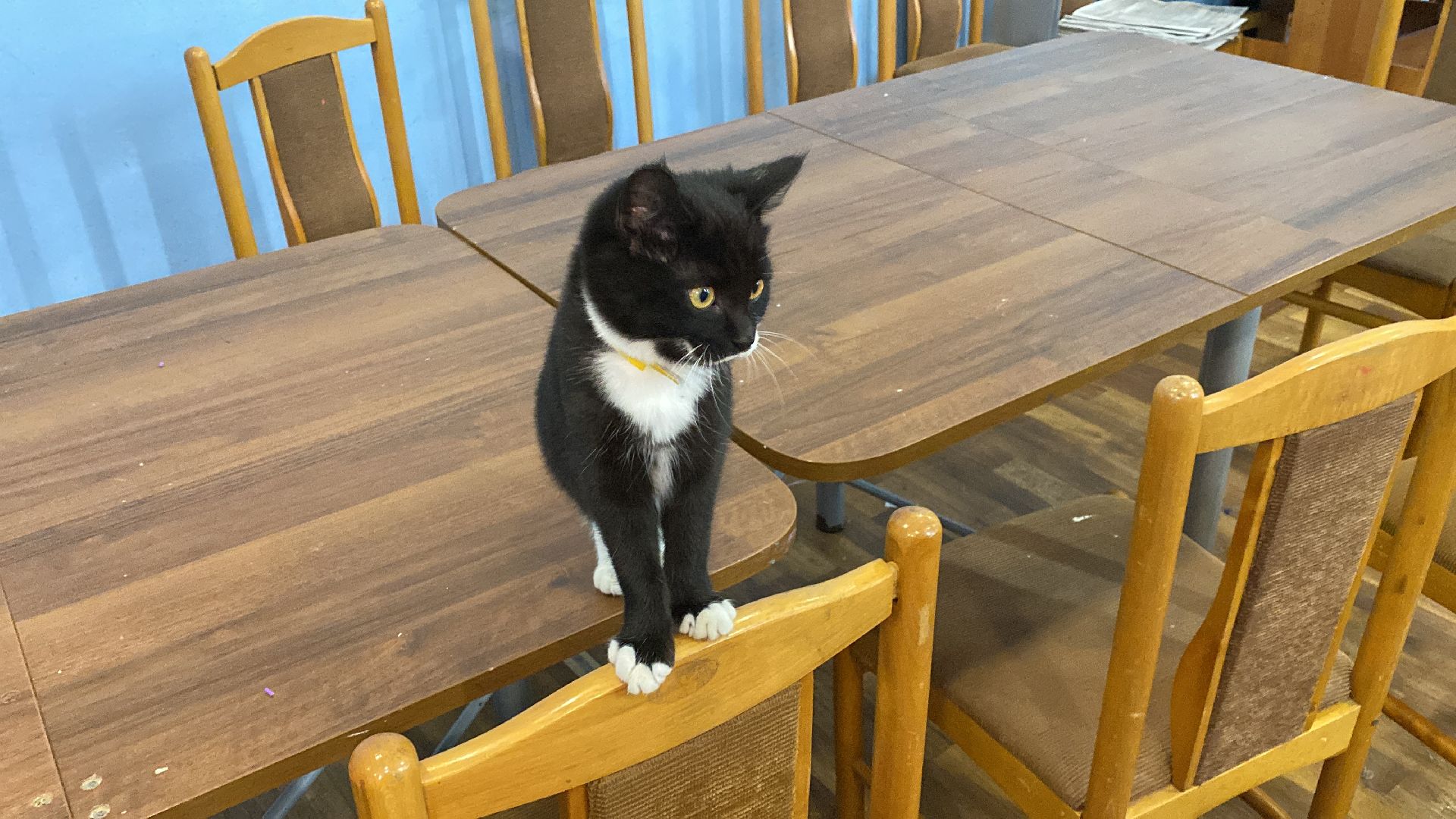 волоколамск, дом культуры, кошки, волонтер, доброе дело, дк, спасение животных, кошка,культура, культура подмосковья,