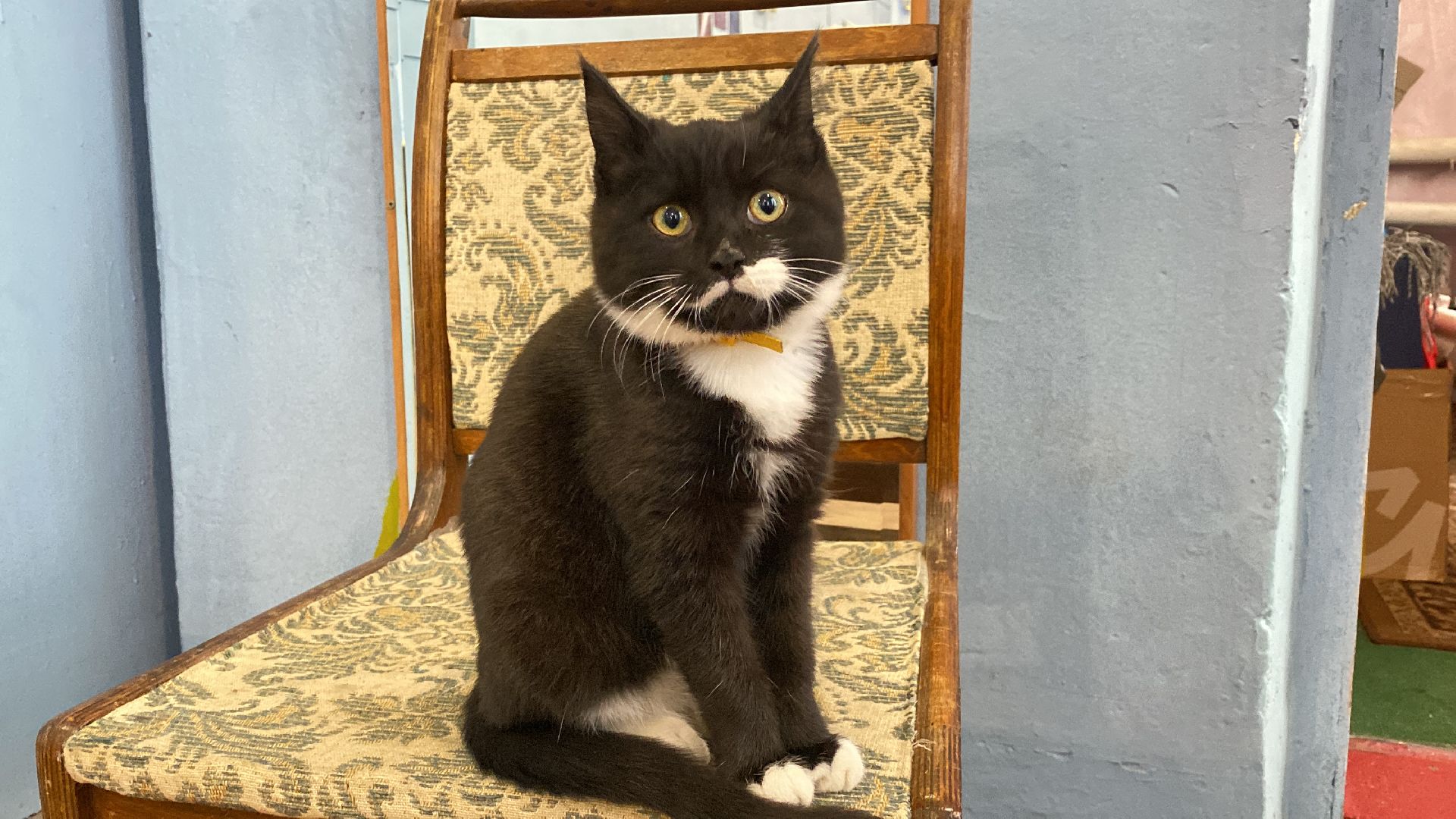 волоколамск, дом культуры, кошки, волонтер, доброе дело, дк, спасение животных, кошка,культура, культура подмосковья,