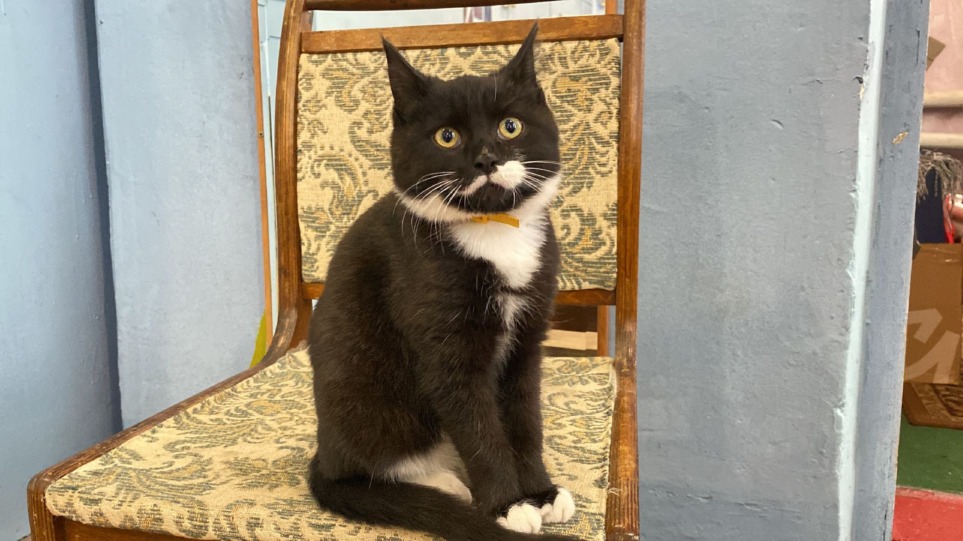 волоколамск, дом культуры, кошки, волонтер, доброе дело, дк, спасение животных, кошка,культура, культура подмосковья,