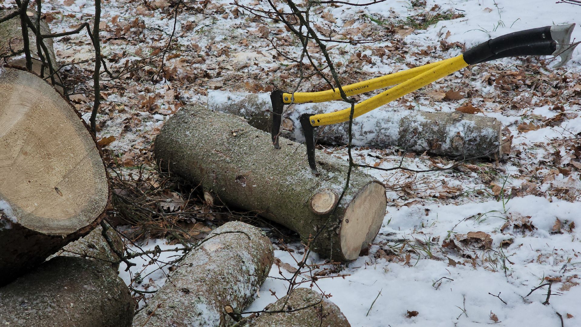 Арбористика, фестиваль арбористики, Пушкино, Городской округ Пушкинский, щёлково, экология, природа, Мураново, усадьба Мураново,