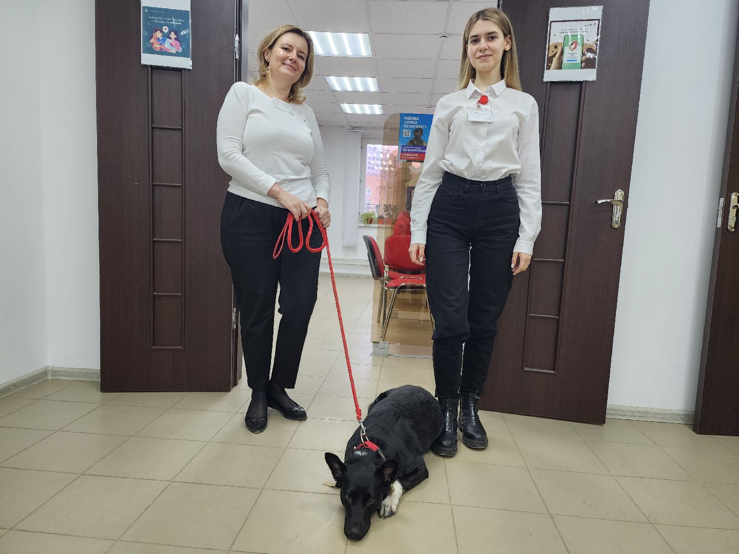 Подольск, Реестр домашних животных, Собака, Питомцы, чипирование, МФЦ,