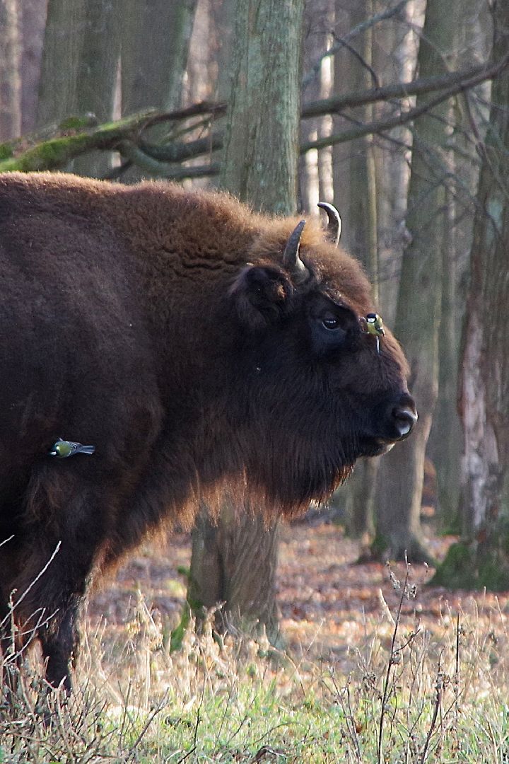 серпухов, подмосковье, заповедник, Приокско-Террасный заповедник, синицы, зубры,
