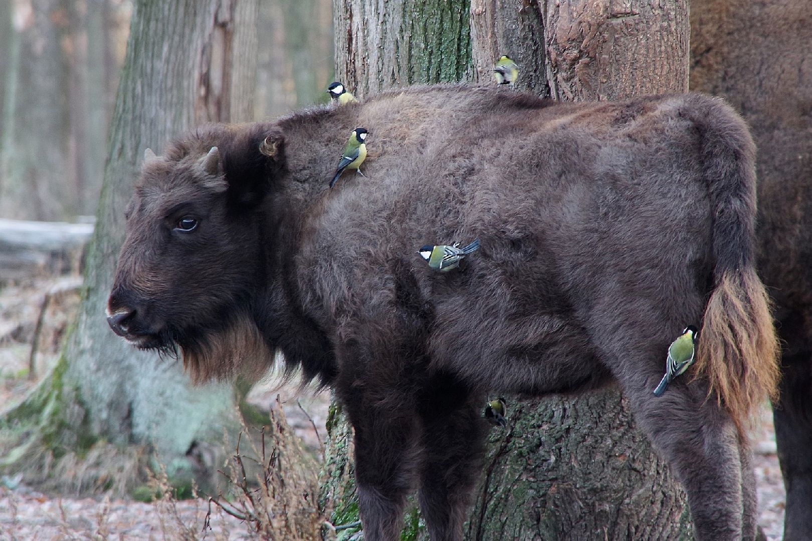 серпухов, подмосковье, заповедник, Приокско-Террасный заповедник, синицы, зубры,