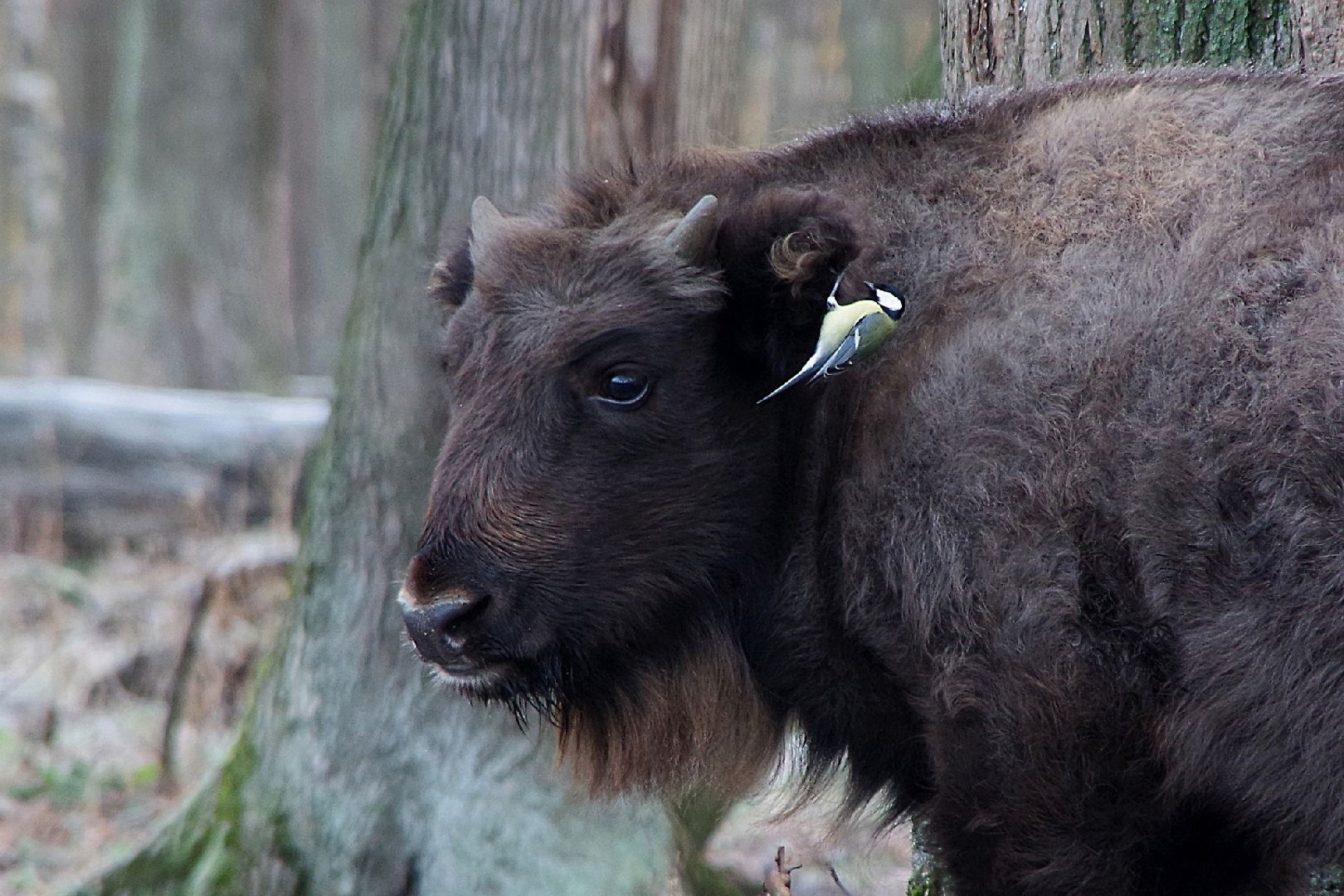 серпухов, подмосковье, заповедник, Приокско-Террасный заповедник, синицы, зубры,