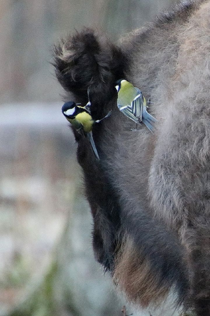 серпухов, подмосковье, заповедник, Приокско-Террасный заповедник, синицы, зубры,