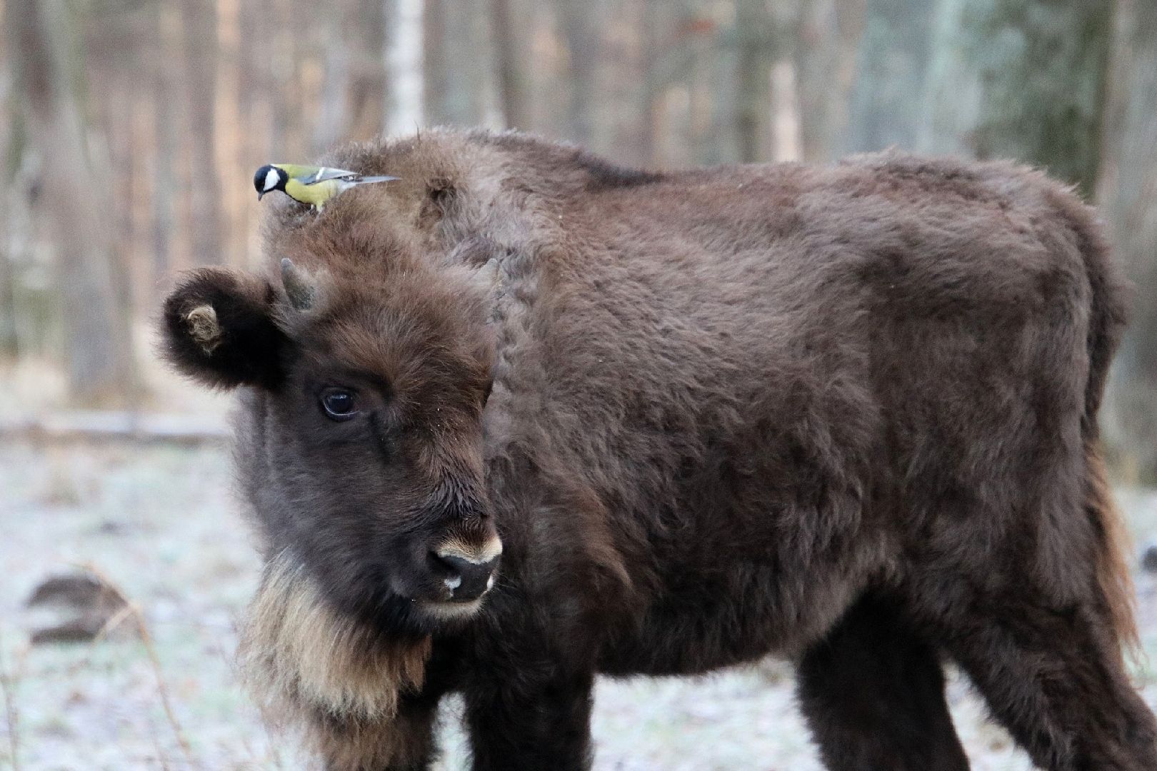 серпухов, подмосковье, заповедник, Приокско-Террасный заповедник, синицы, зубры,