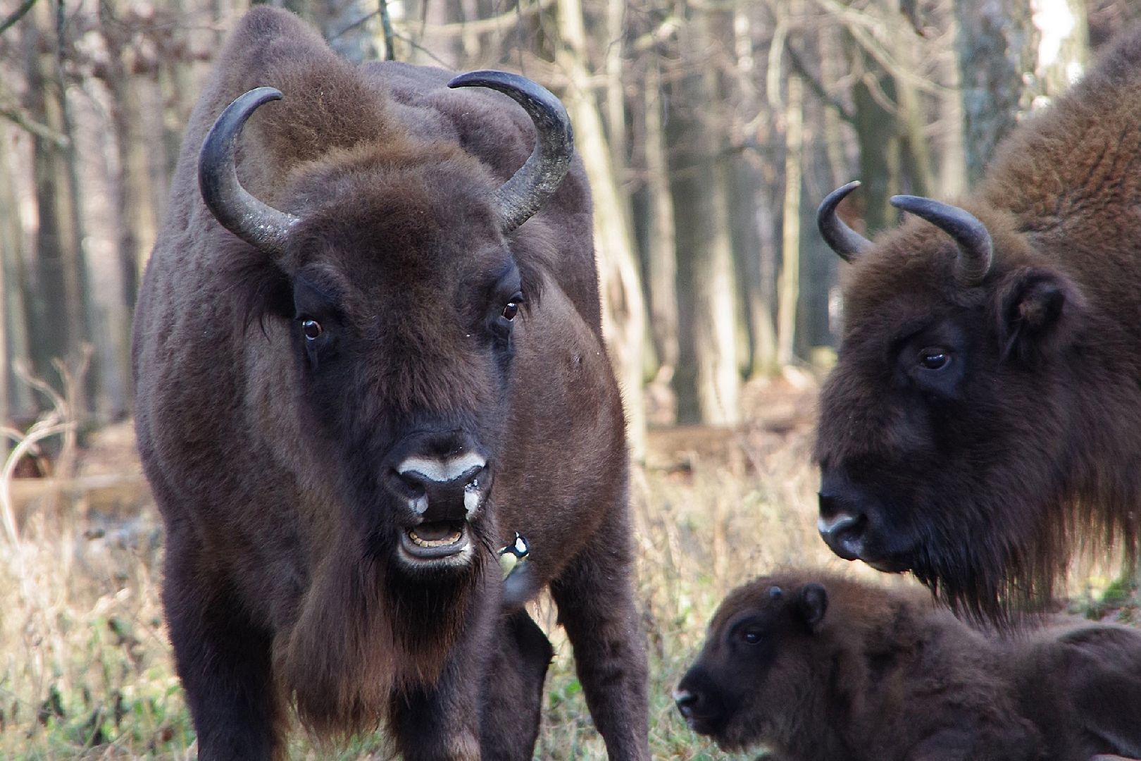 серпухов, подмосковье, заповедник, Приокско-Террасный заповедник, синицы, зубры,