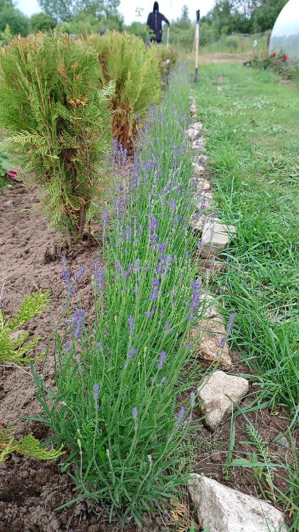 социальный контракт, многодетная семья,