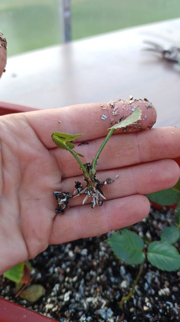 социальный контракт, многодетная семья,