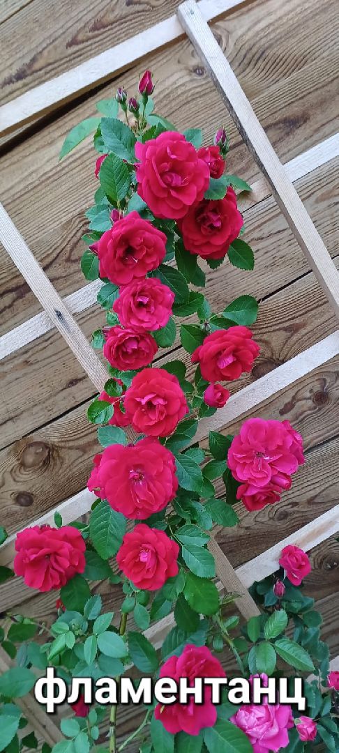 социальный контракт, многодетная семья,