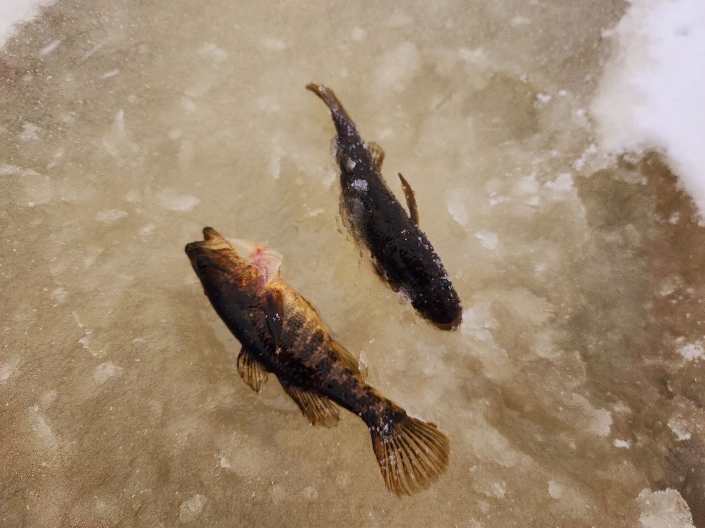 шатура, карьеры, первй лед, рыбалка, зимняя рыбалка, первая,