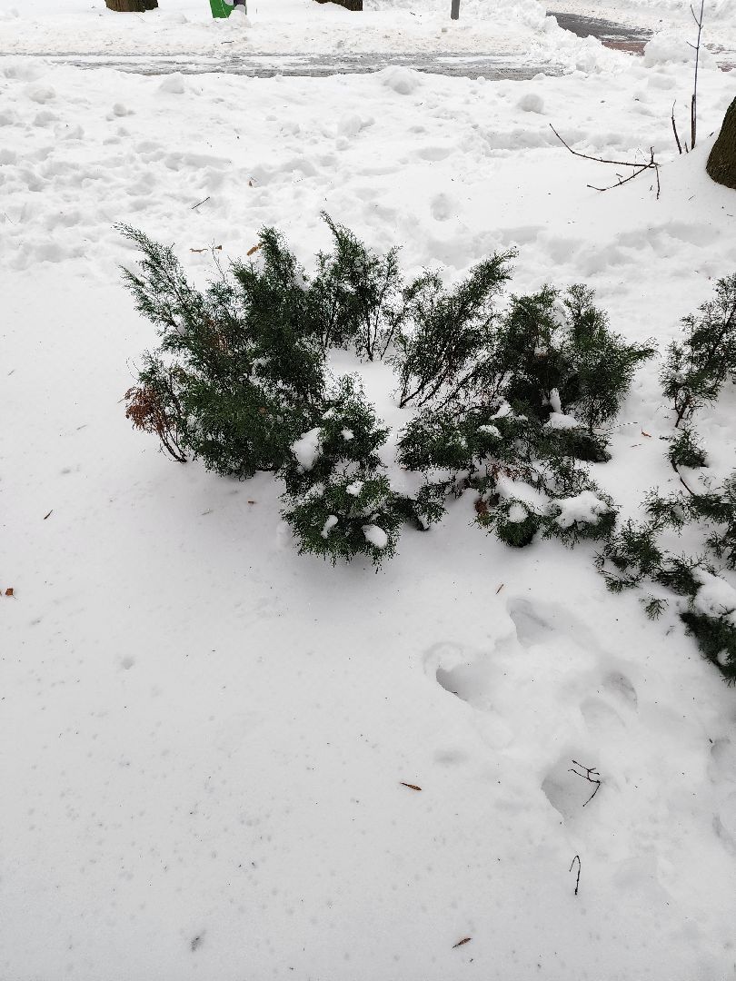 Новый год, Химки, Парки,