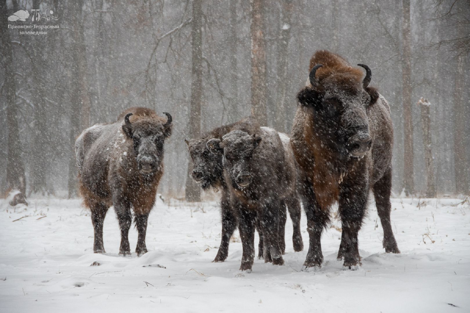 серпухов, Приокско-Террасный заповедник, зубры, юбилей,
