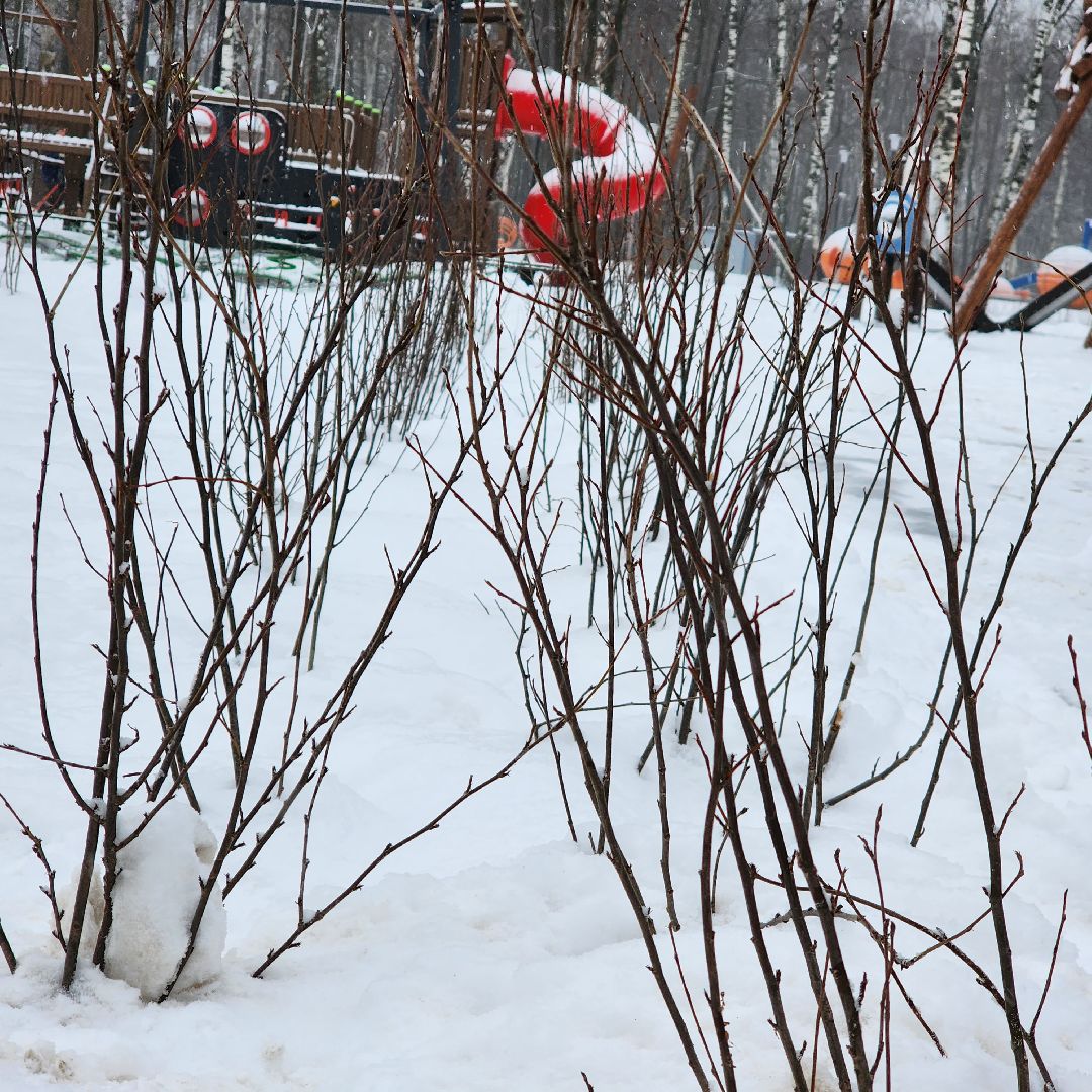 парк 200 лет егорьевску, благоустройство, подмосковье, Московская область,