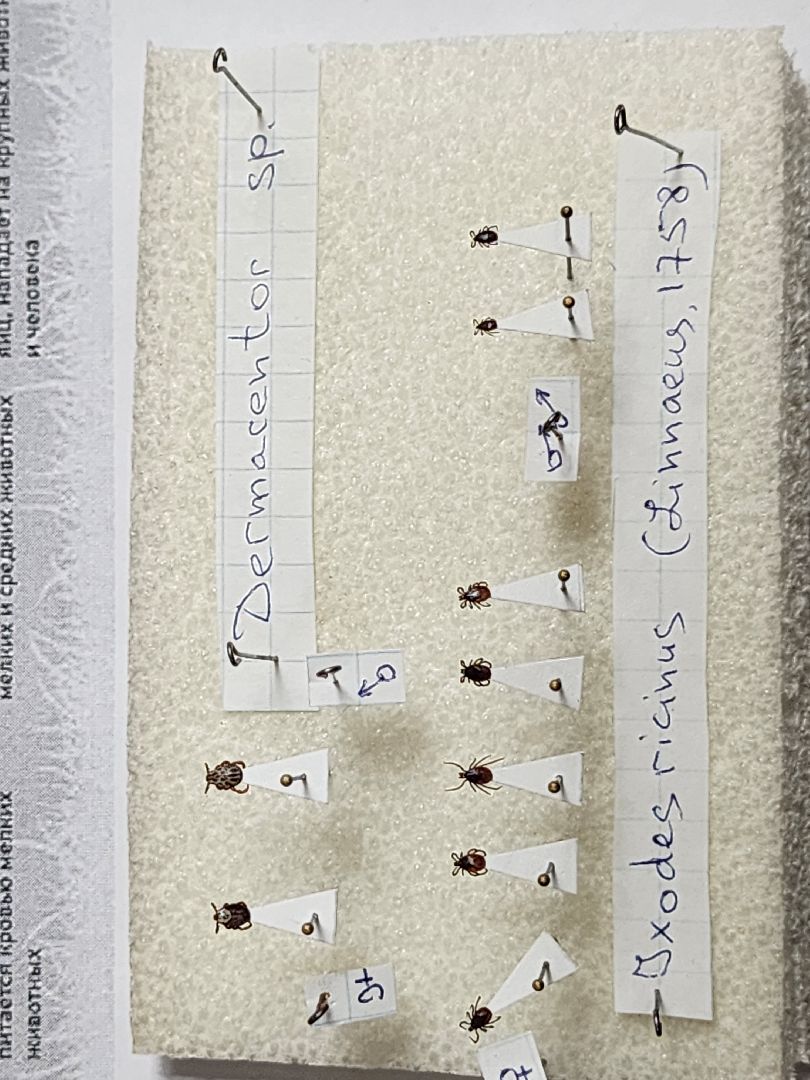 серпухов, подмосковье, приокско-террасный заповедник, музей животных,