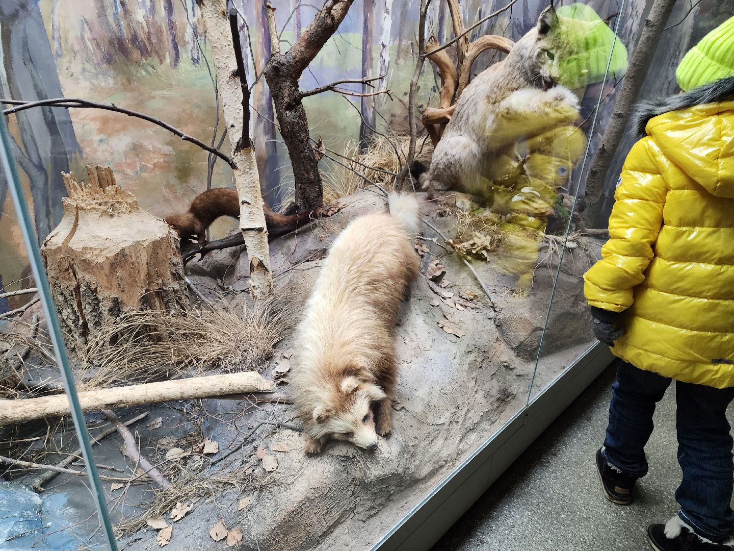 серпухов, подмосковье, приокско-террасный заповедник, музей животных,
