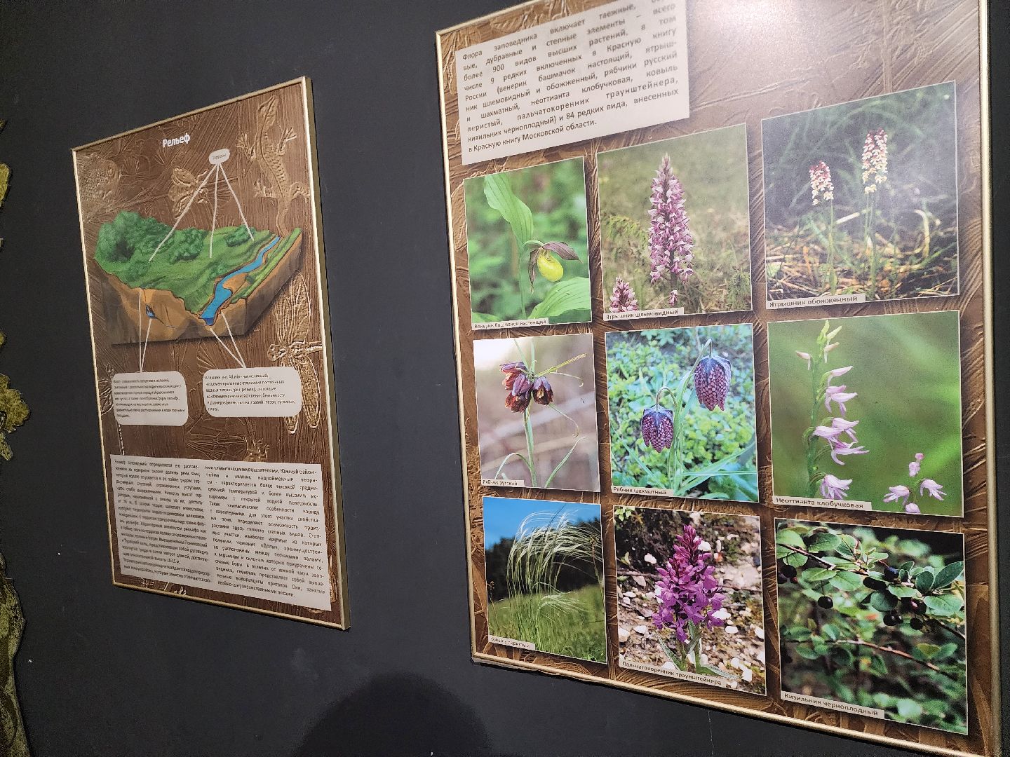 серпухов, подмосковье, приокско-террасный заповедник, музей животных,