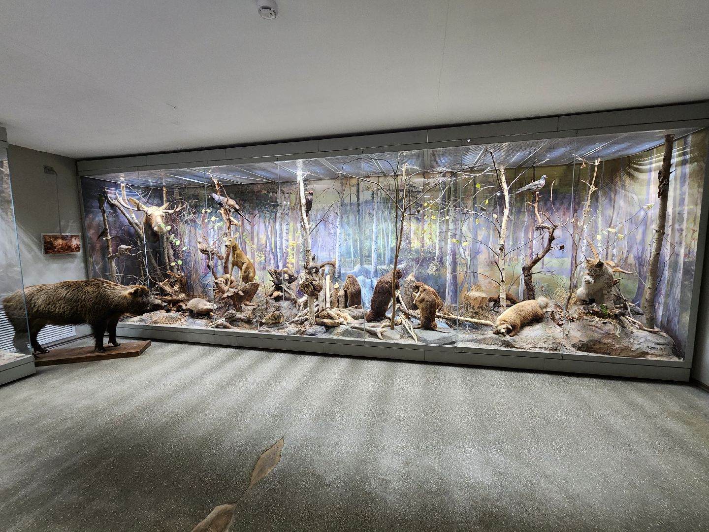 серпухов, подмосковье, приокско-террасный заповедник, музей животных,