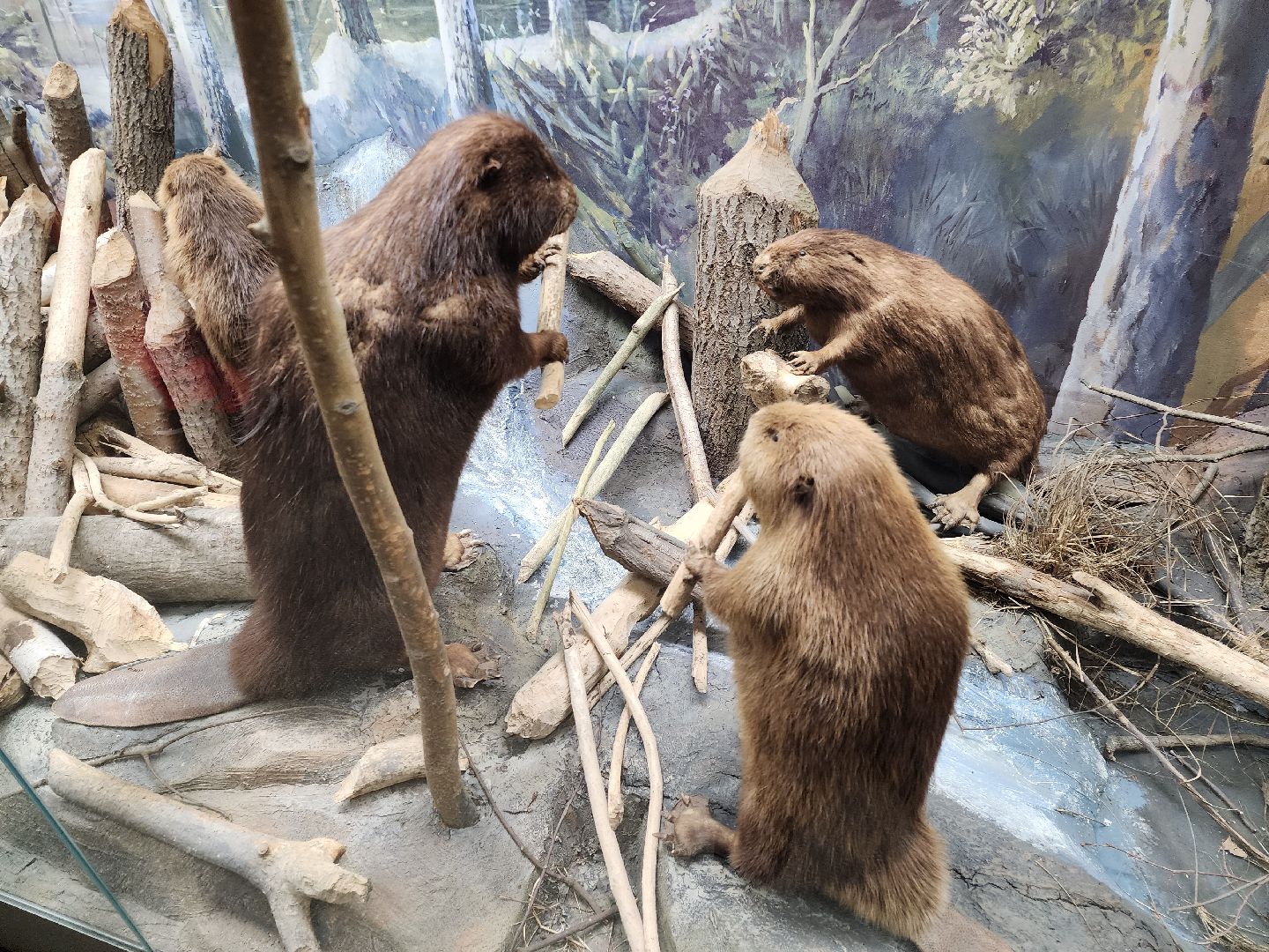 серпухов, подмосковье, приокско-террасный заповедник, музей животных,