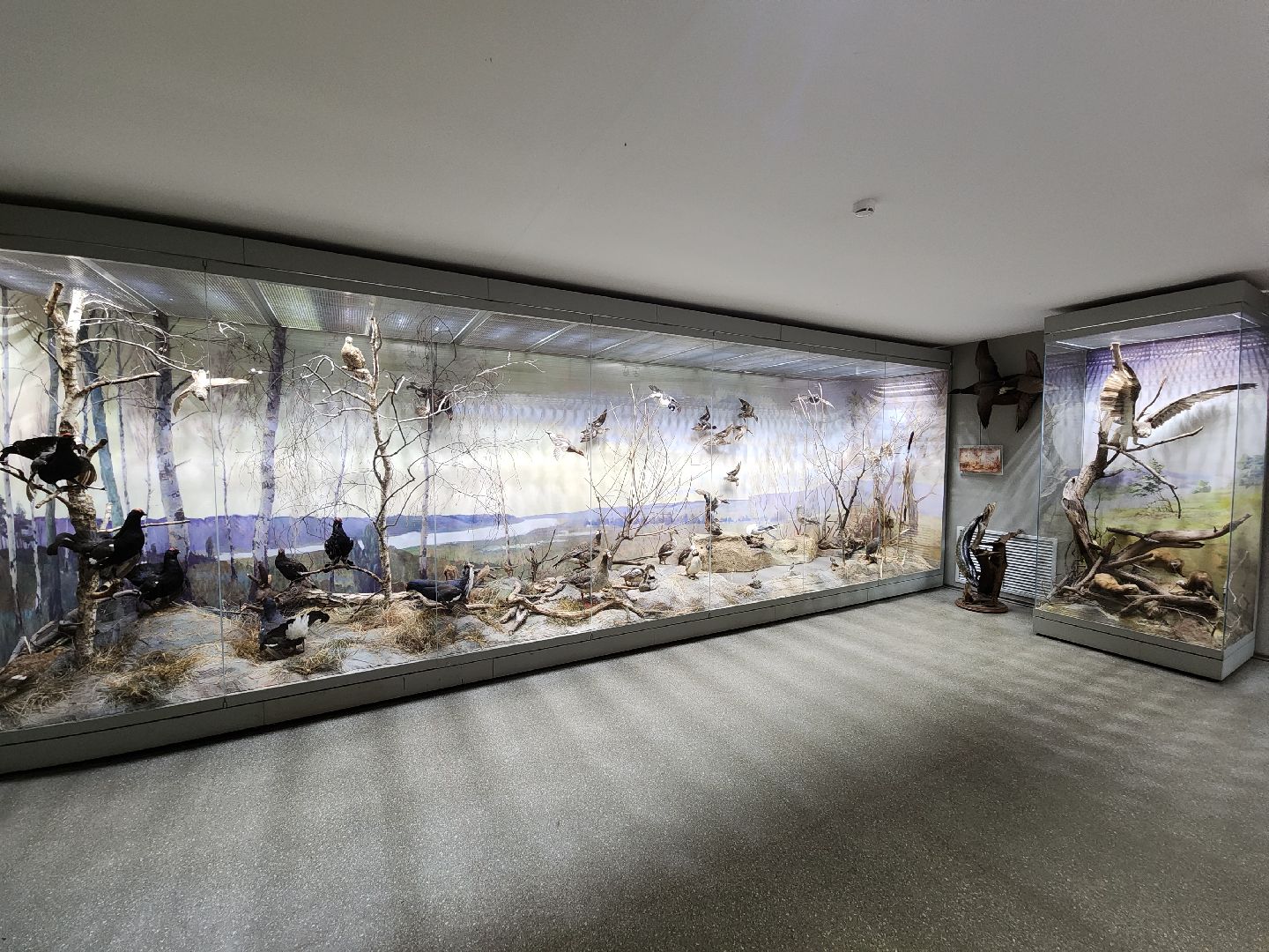 серпухов, подмосковье, приокско-террасный заповедник, музей животных,