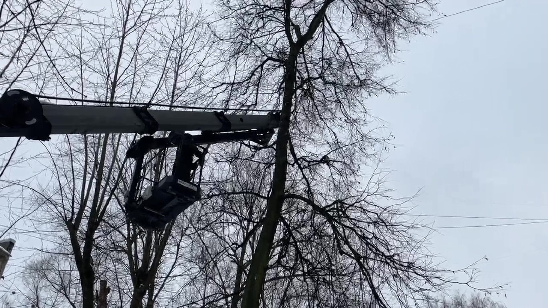 Реутов, кошка, дерево, спасение, операция,люлька,