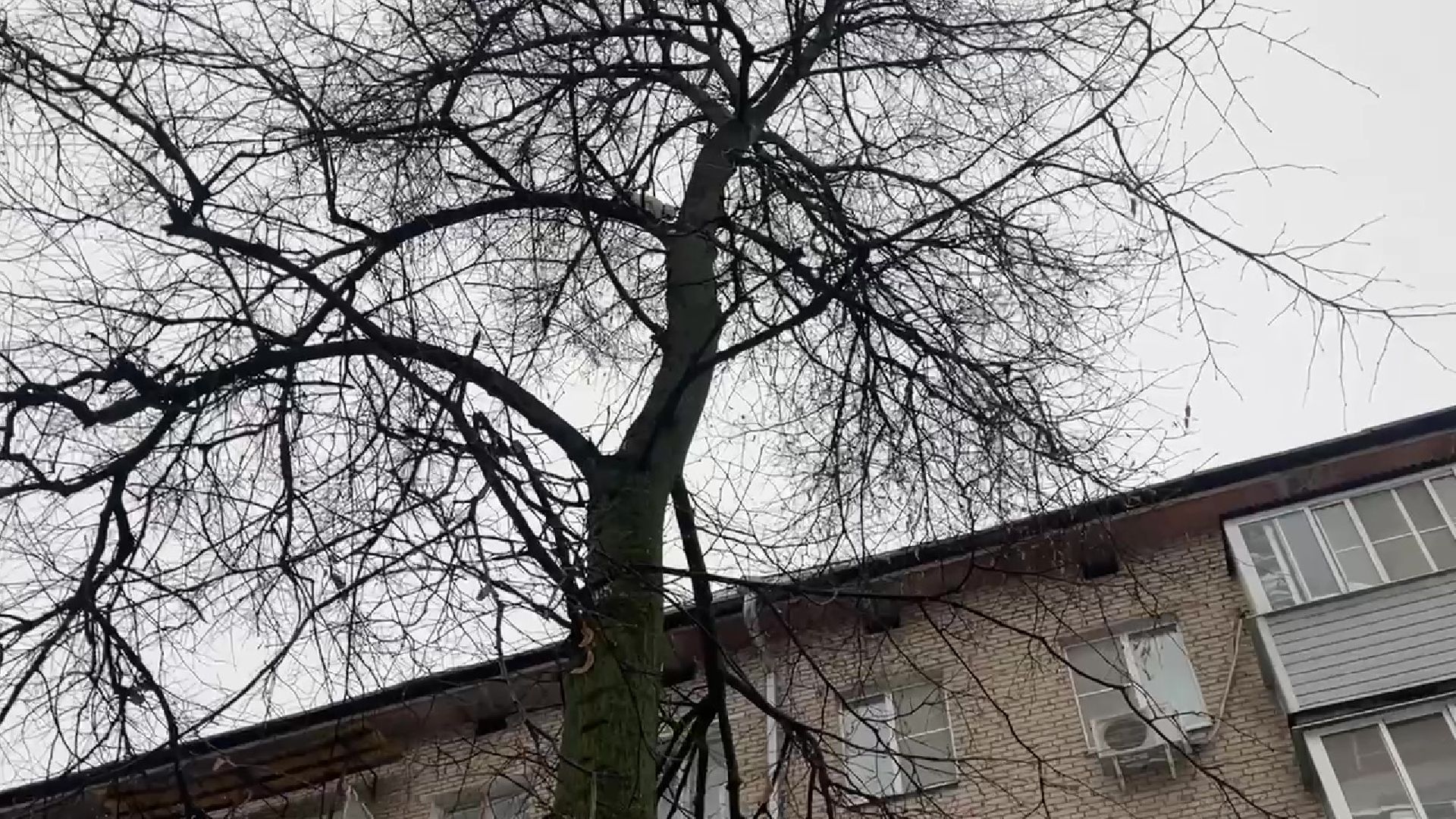 Реутов, кошка, дерево, спасение, операция,люлька,