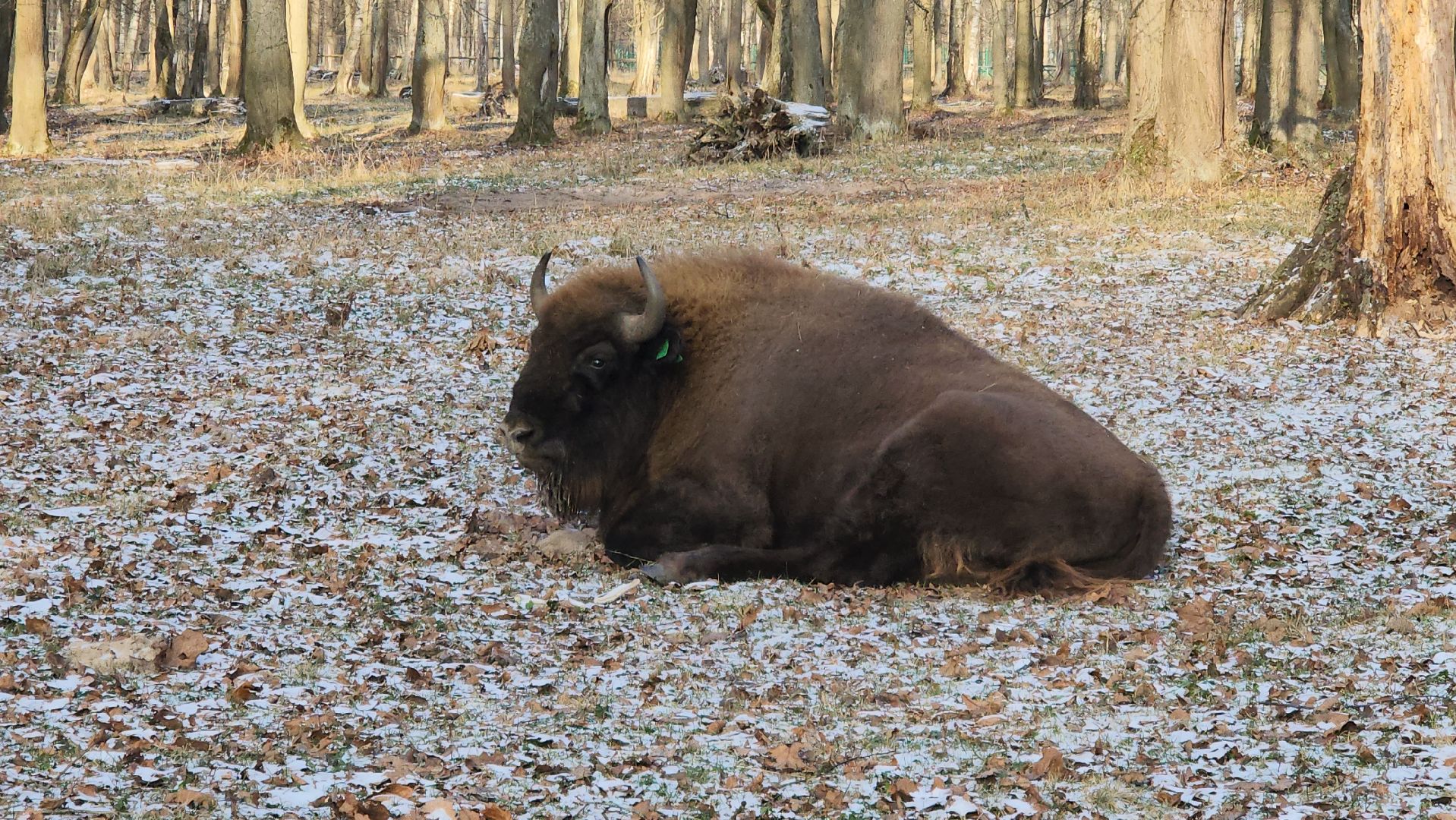 серпухов, подмосковье, Приокско-террасный заповедник, зубры, бизоны,