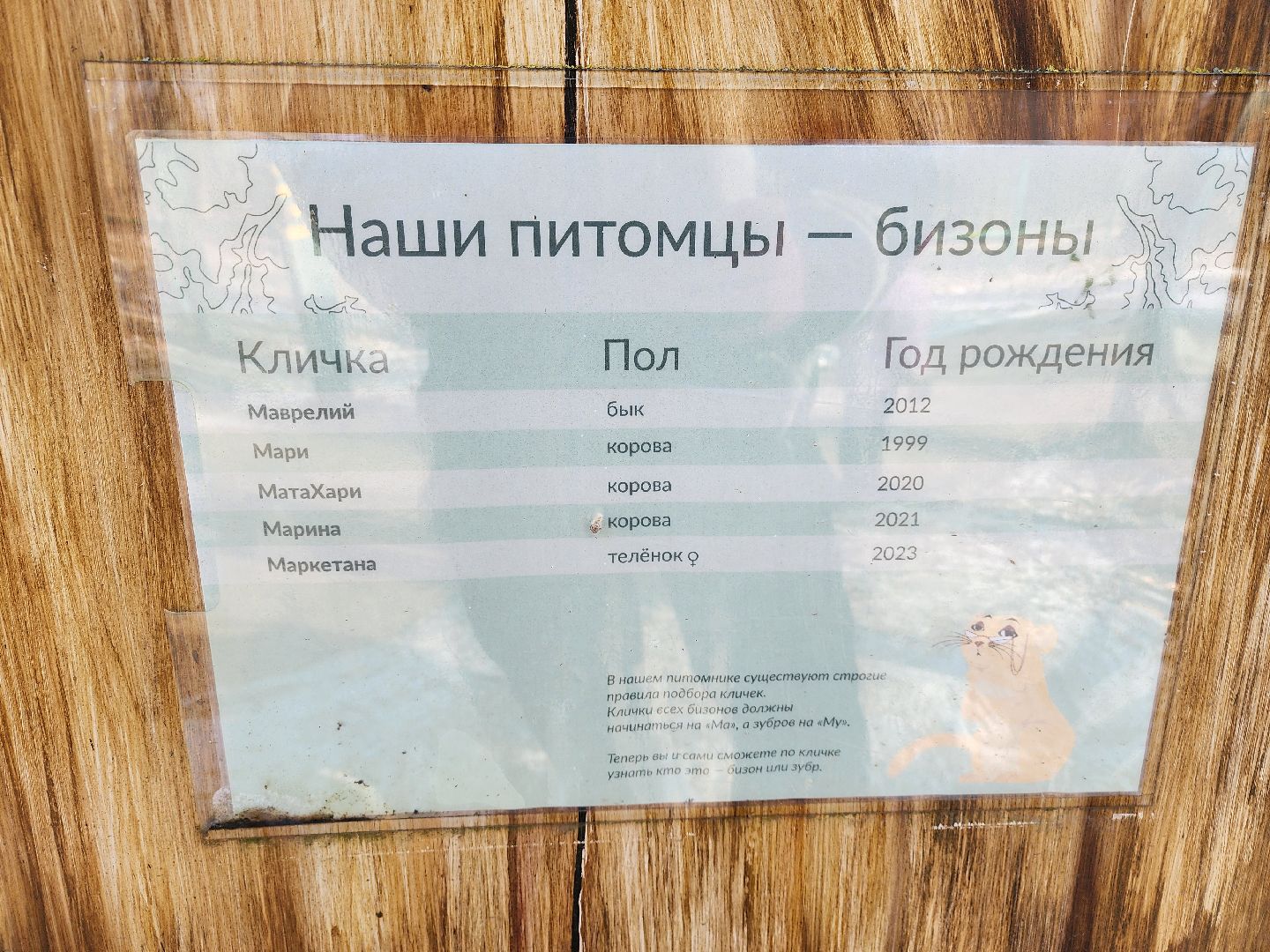 серпухов, подмосковье, Приокско-террасный заповедник, зубры, бизоны,