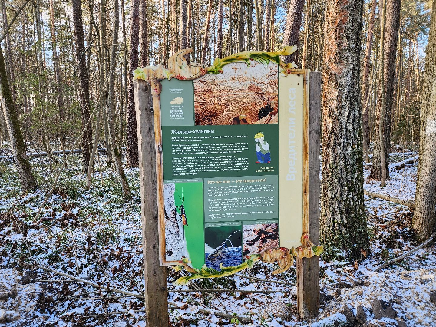 серпухов, подмосковье, Приокско-террасный заповедник, зубры, бизоны,