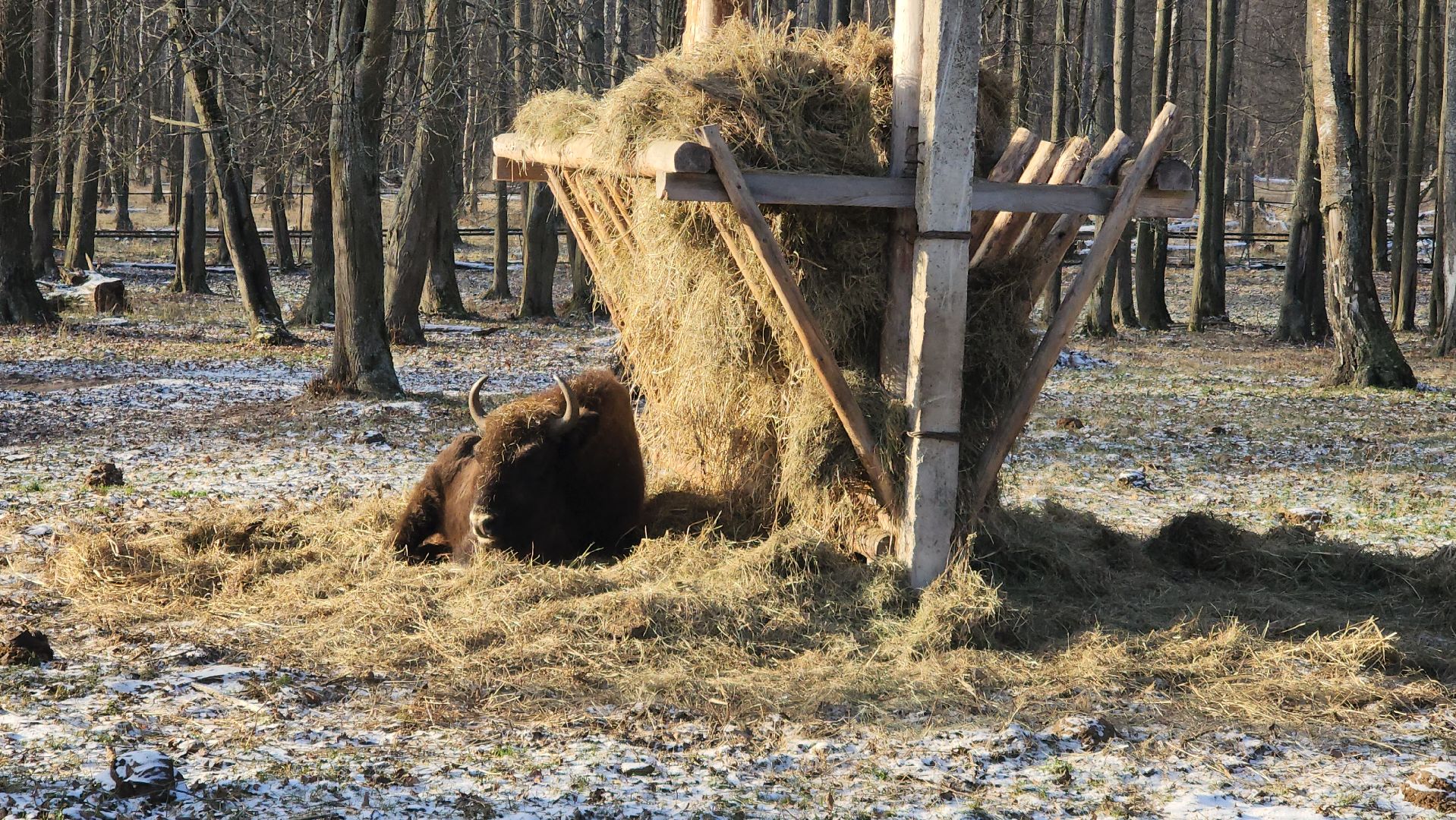 серпухов, подмосковье, Приокско-террасный заповедник, зубры, бизоны,