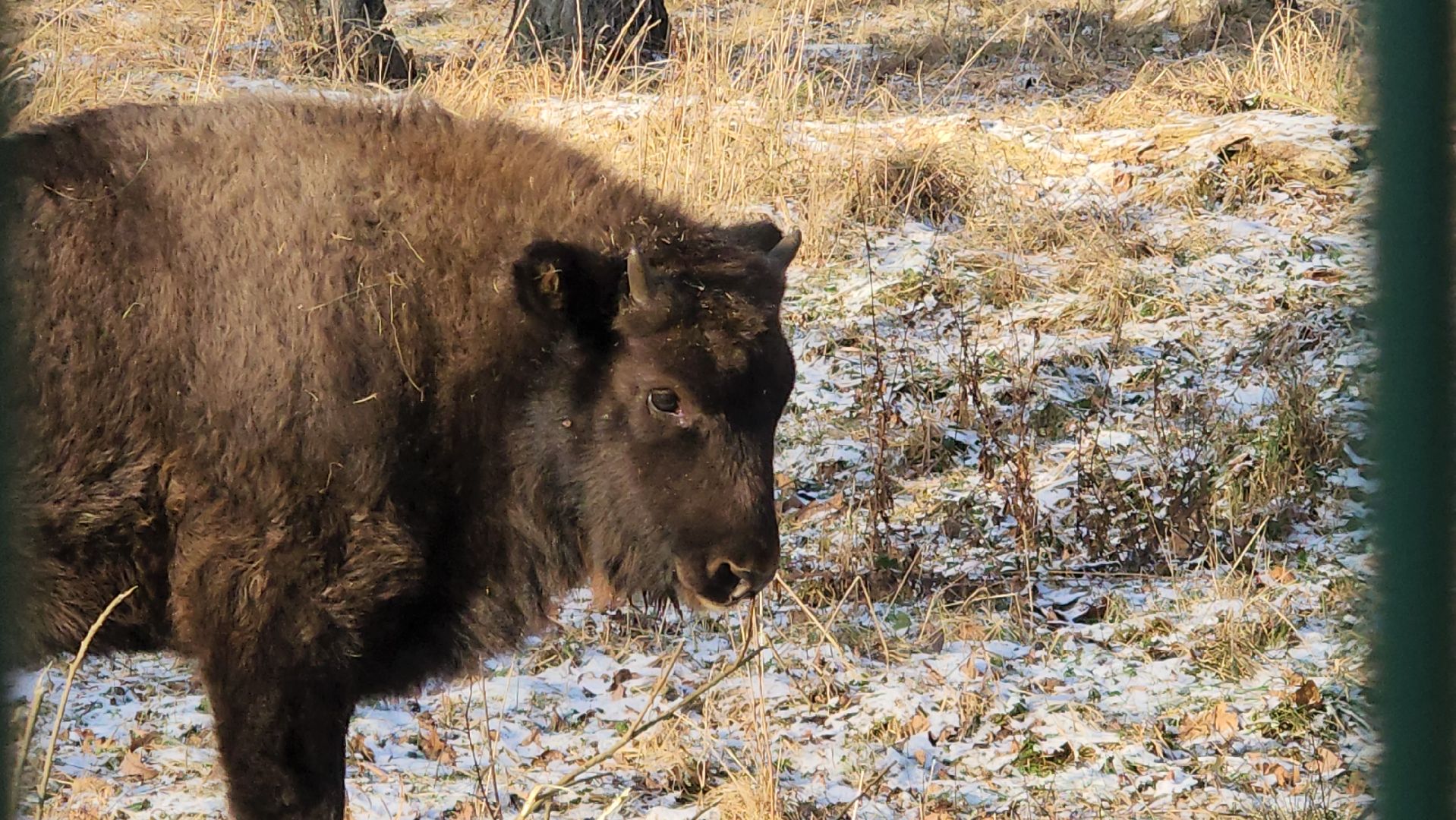 серпухов, подмосковье, Приокско-террасный заповедник, зубры, бизоны,