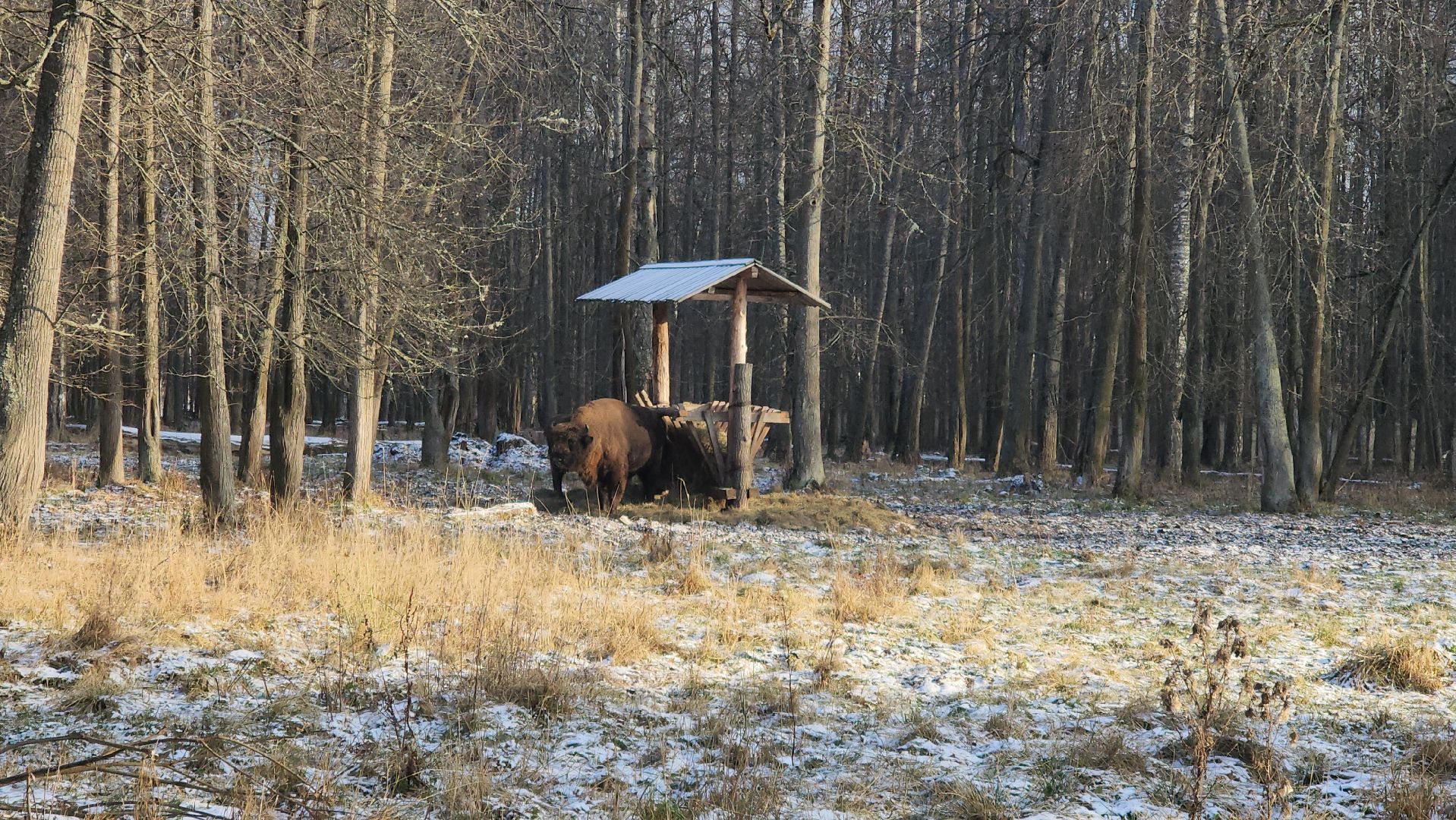 серпухов, подмосковье, Приокско-террасный заповедник, зубры, бизоны,