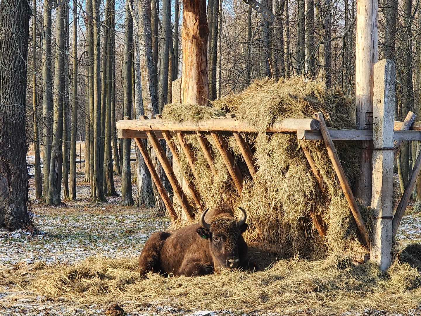 серпухов, подмосковье, Приокско-террасный заповедник, зубры, бизоны,