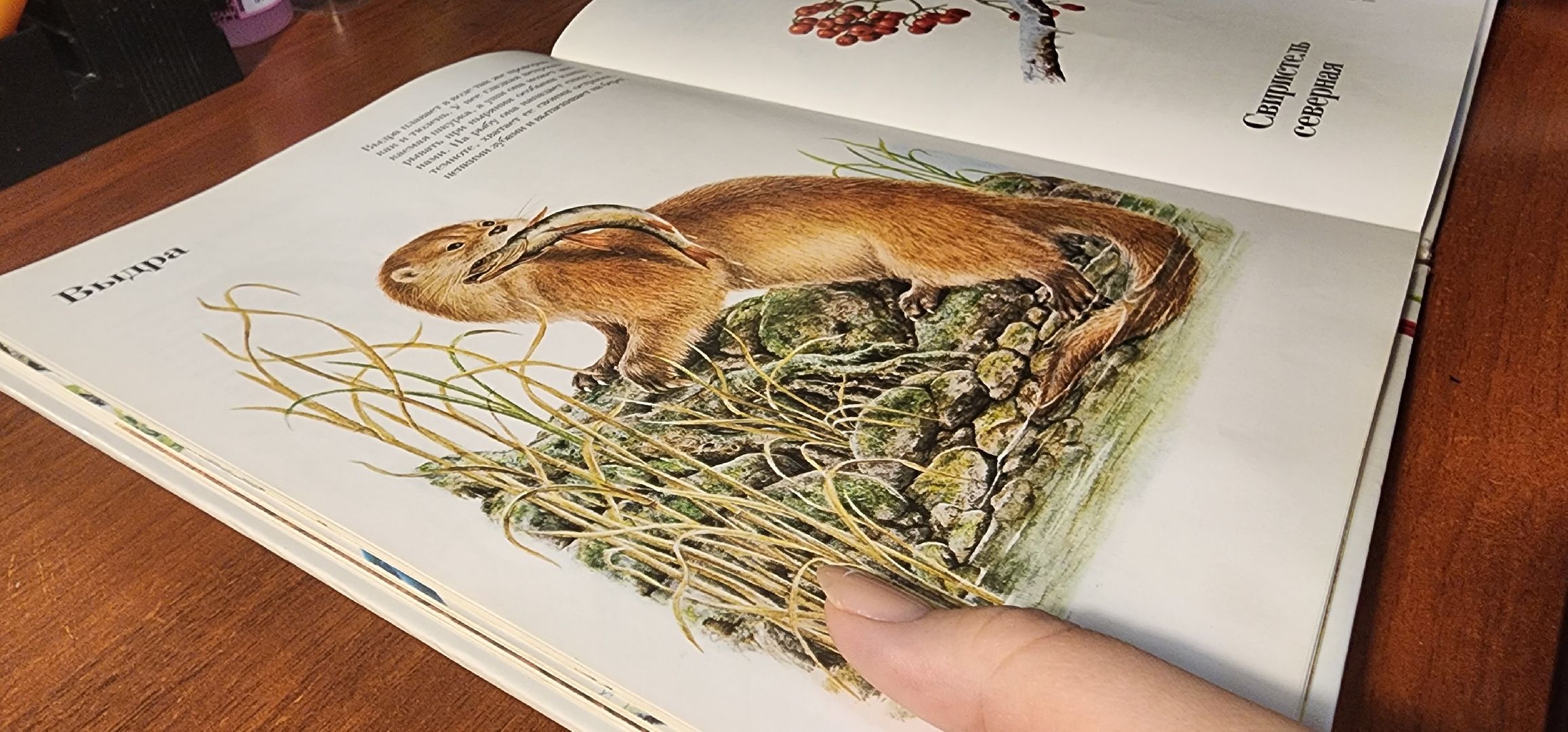 Коломна, Подмосковье, зимовка животных, красная книга,