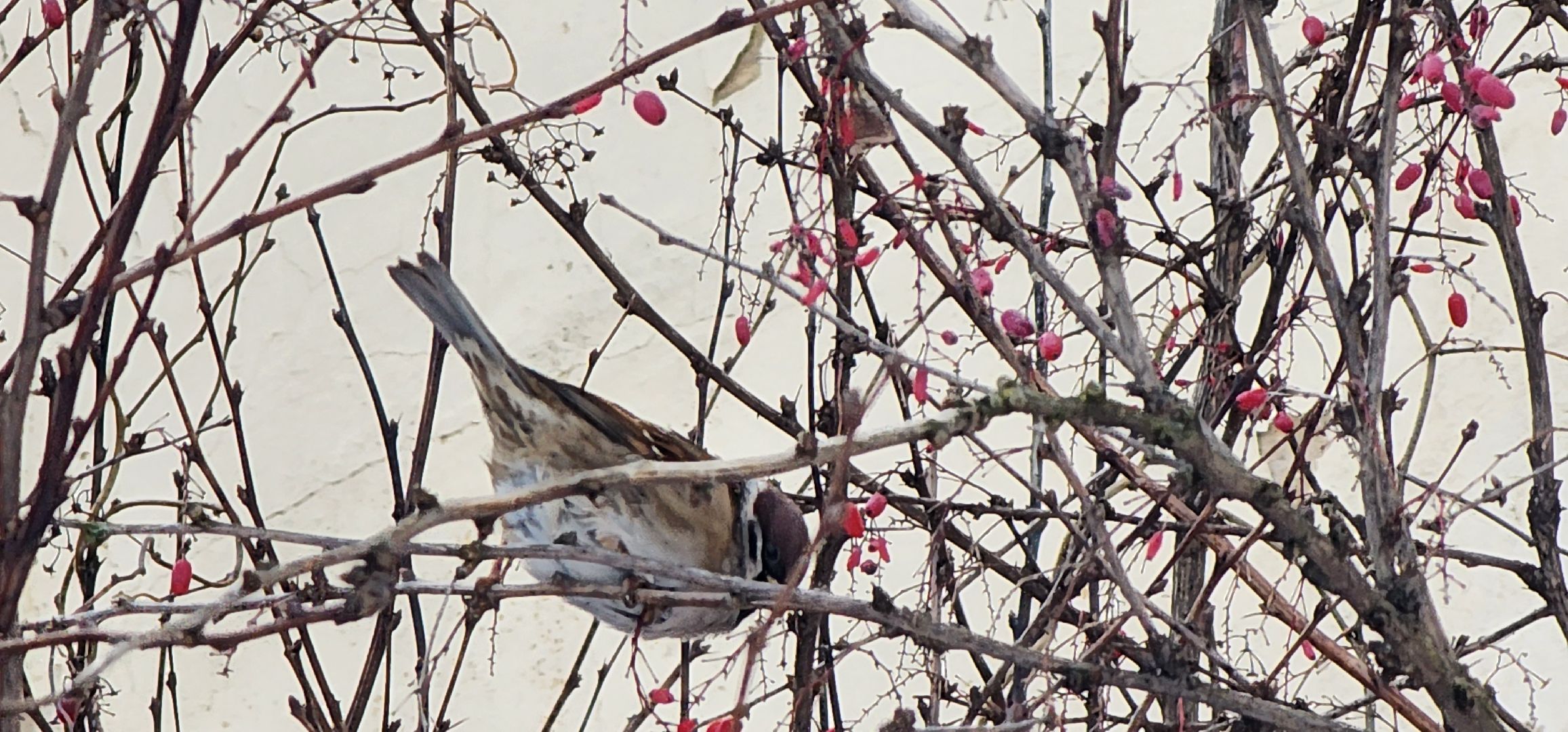 Коломна, птицы Подмосковья, кормление птиц,