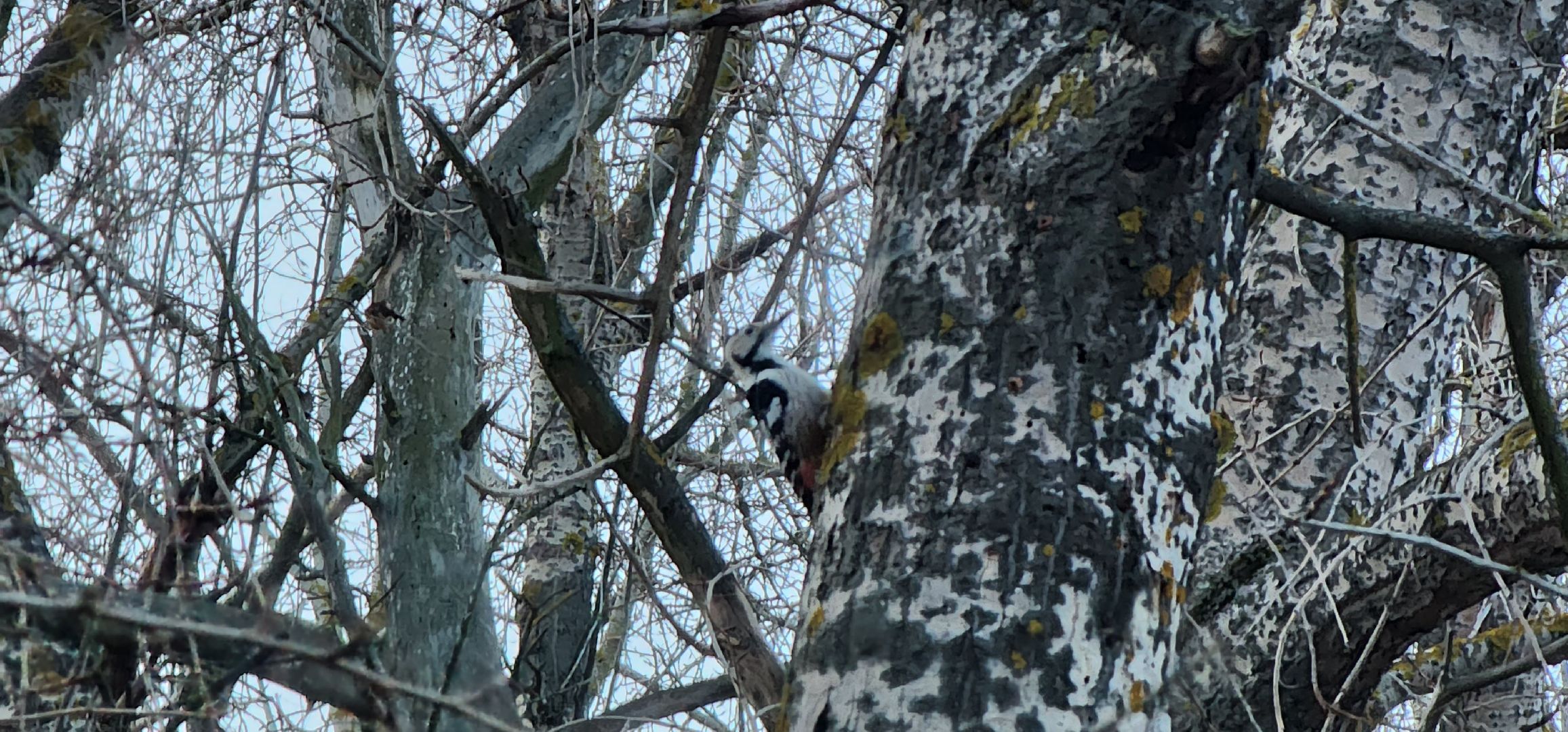 Коломна, птицы Подмосковья, кормление птиц,