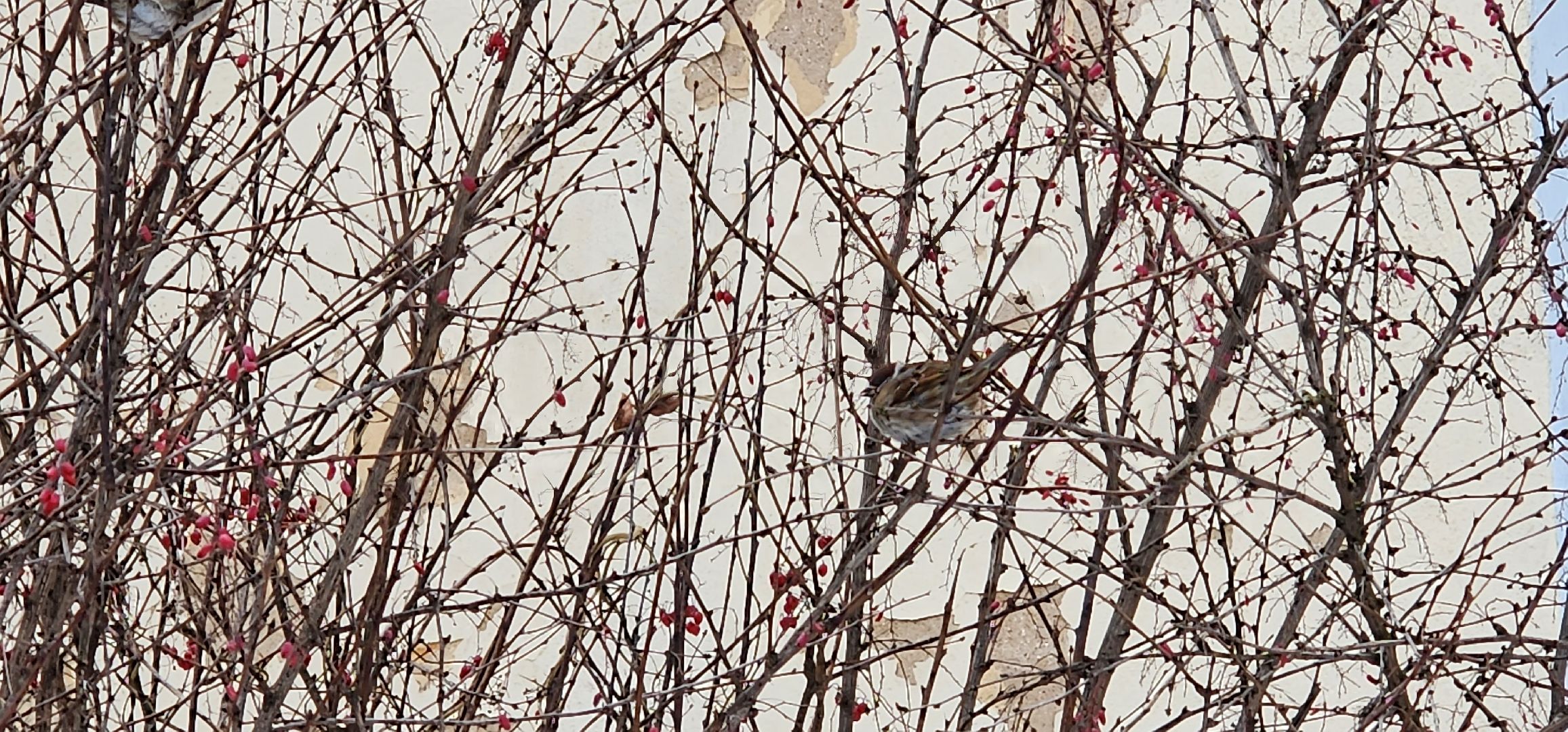 Коломна, птицы Подмосковья, кормление птиц,